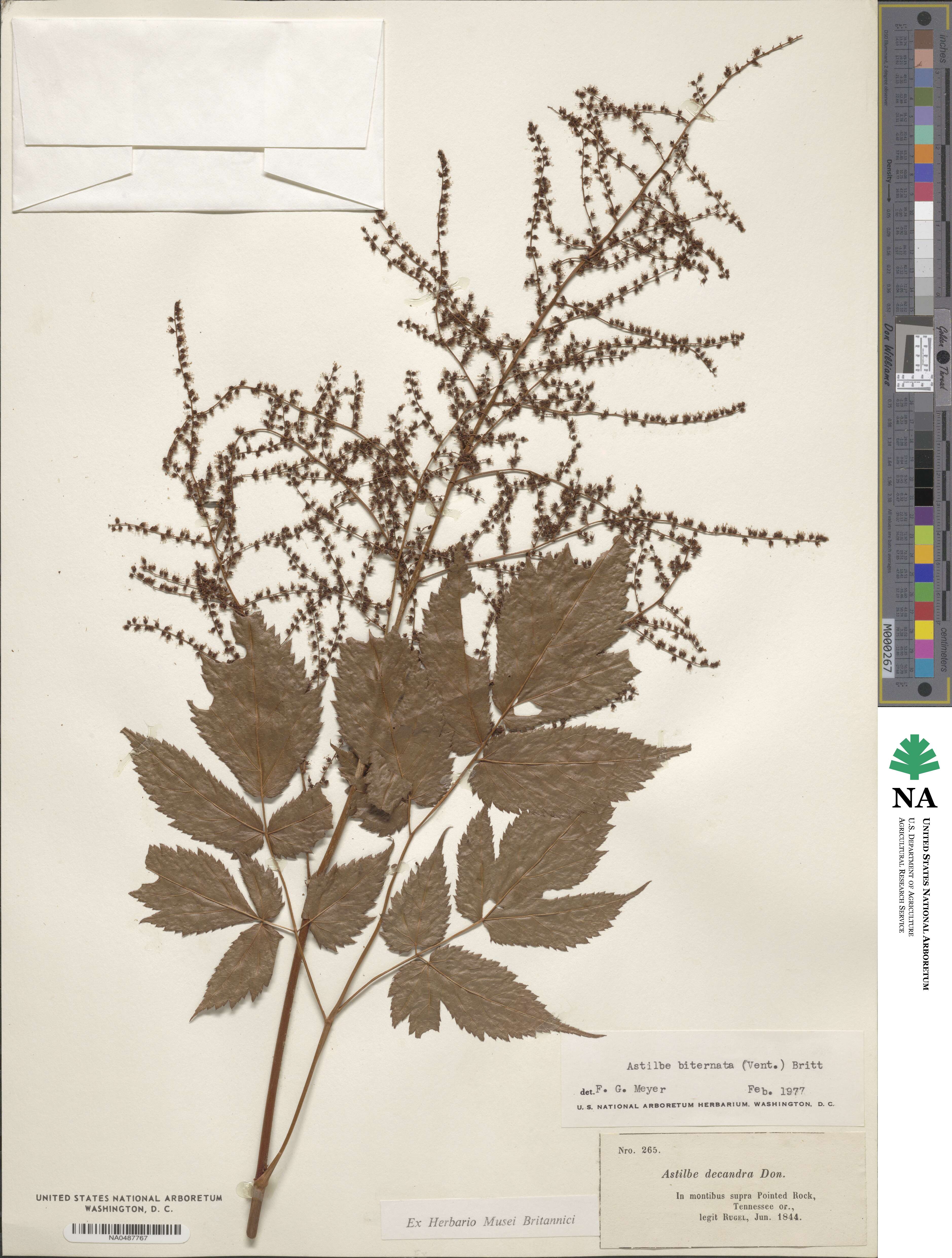 Astilbe biternata image