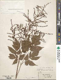 Astilbe biternata image