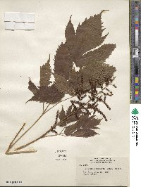 Astilbe biternata image