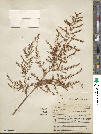 Astilbe biternata image