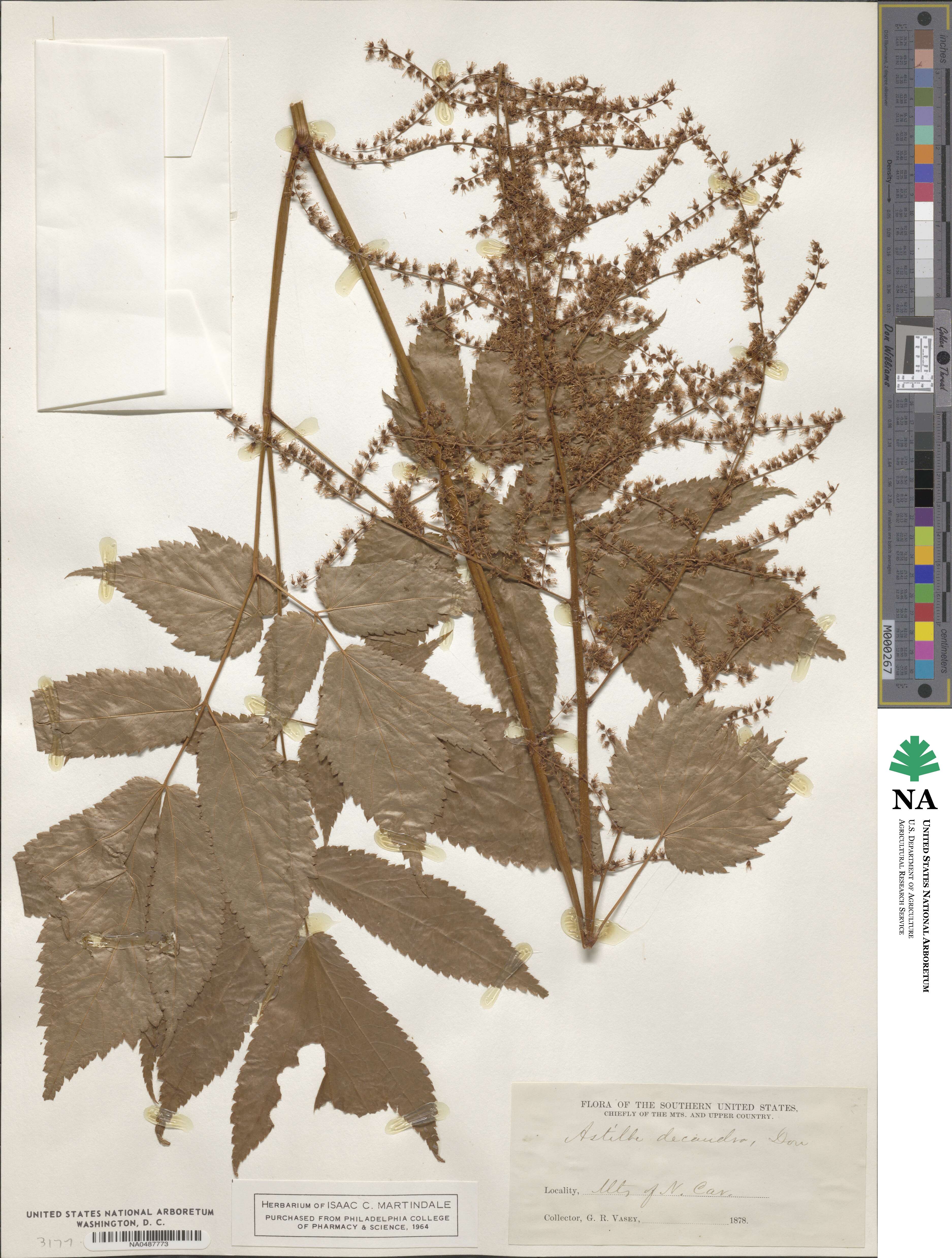 Astilbe decandra image