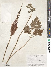 Astilbe rubra image