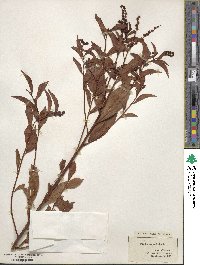 Penthorum sedoides image