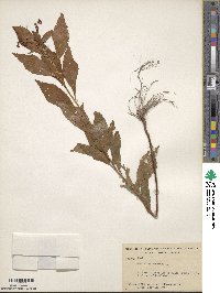 Penthorum sedoides image