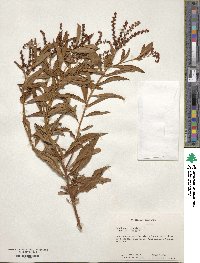 Penthorum sedoides image