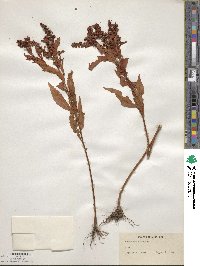 Penthorum sedoides image