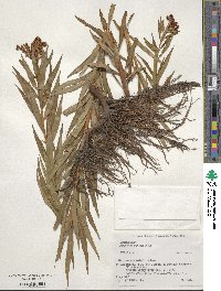 Penthorum chinense image