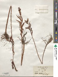 Penthorum chinense image