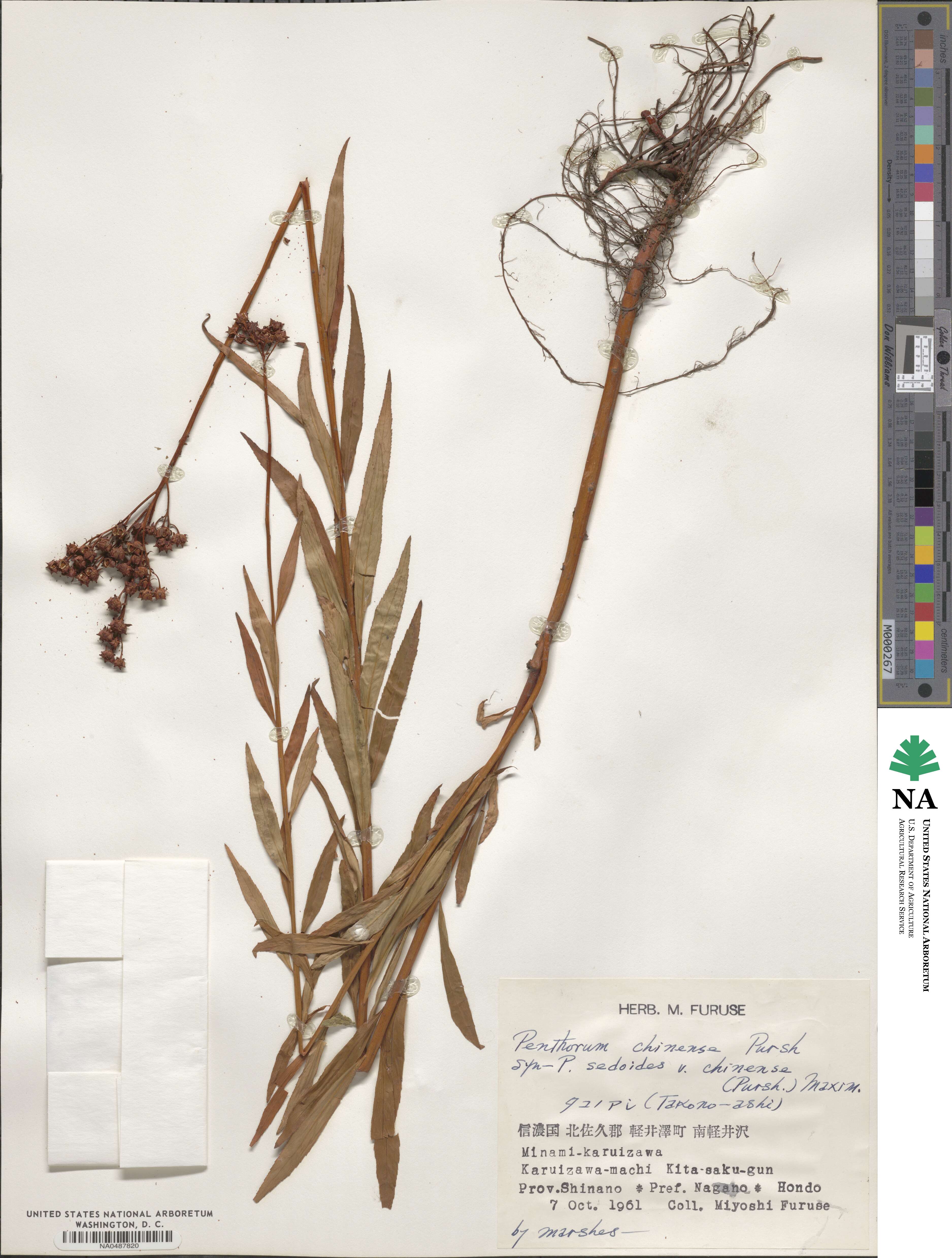 Penthorum chinense image