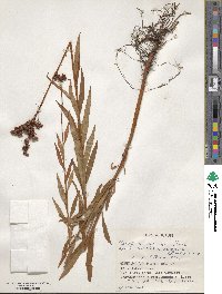 Penthorum chinense image