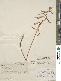 Penthorum sedoides image