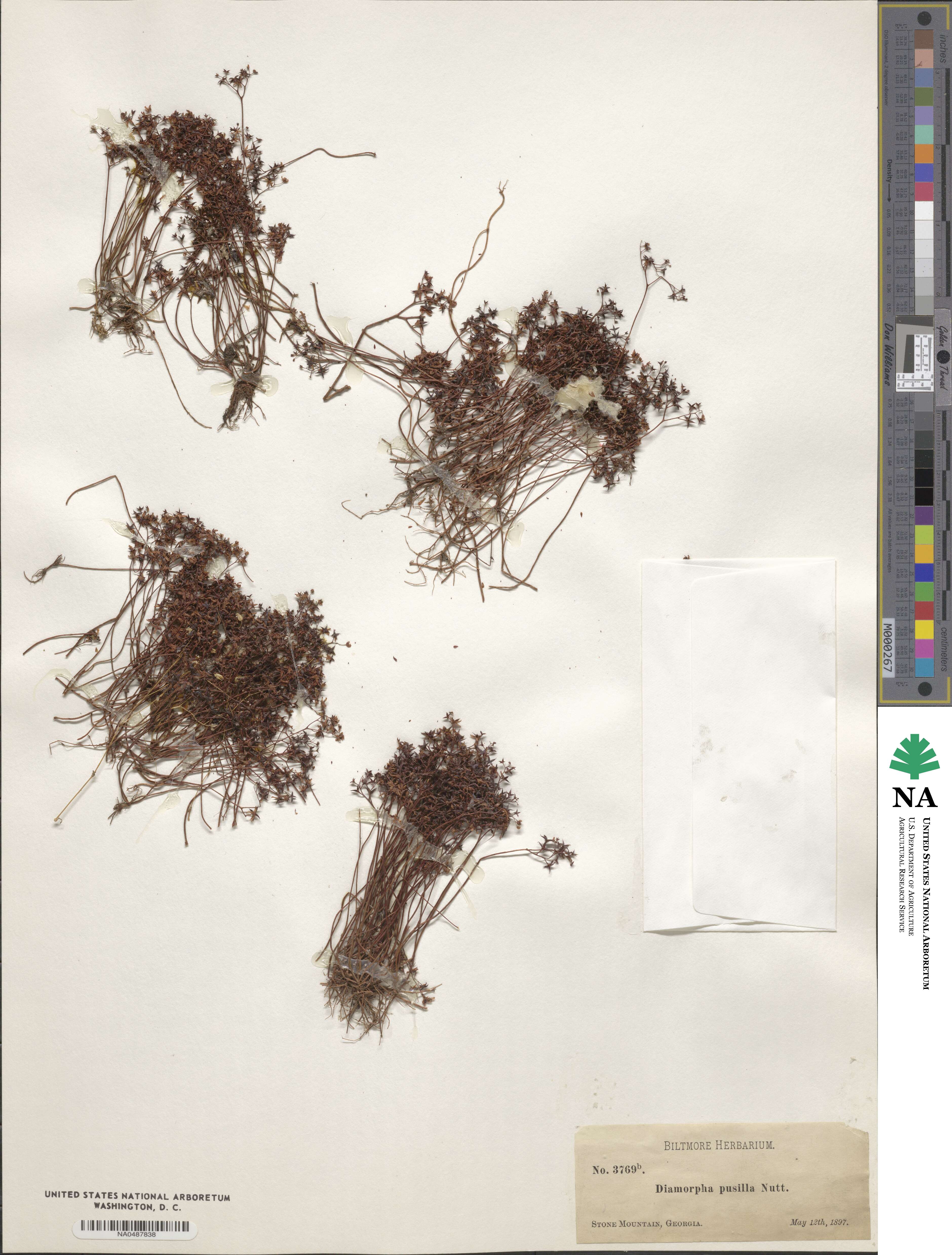 Sedum pusillum image