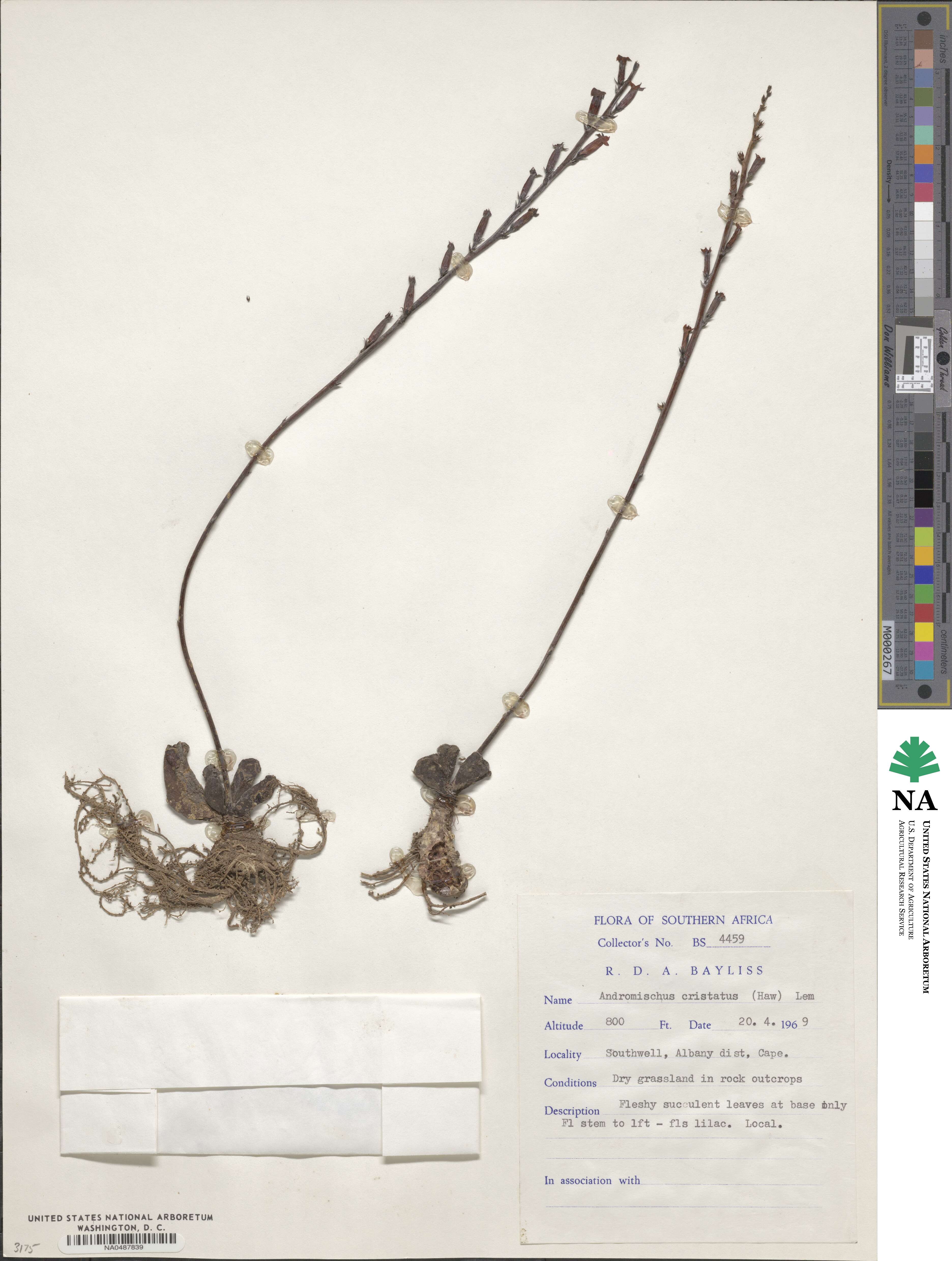 Adromischus cristatus image