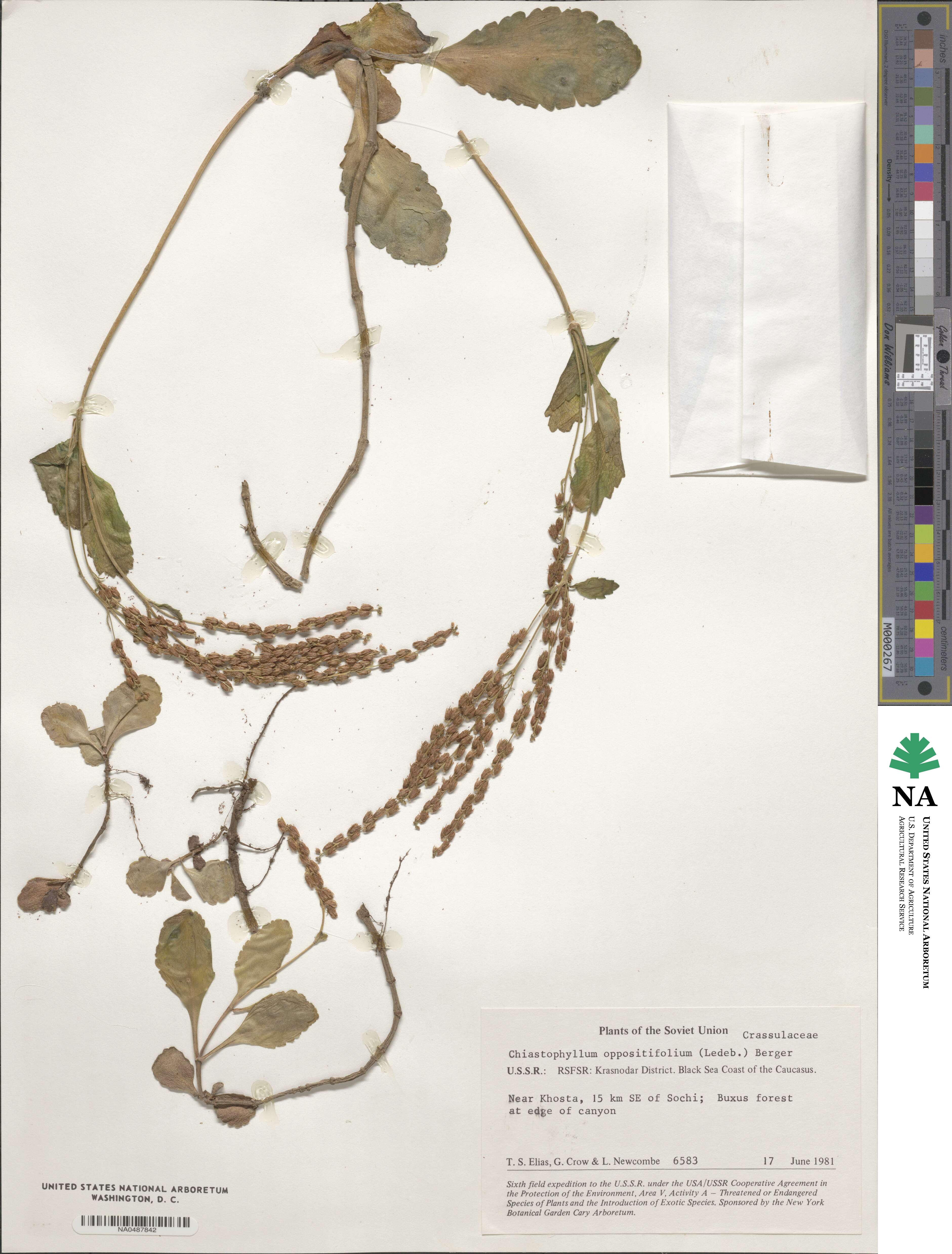 Umbilicus oppositifolius image