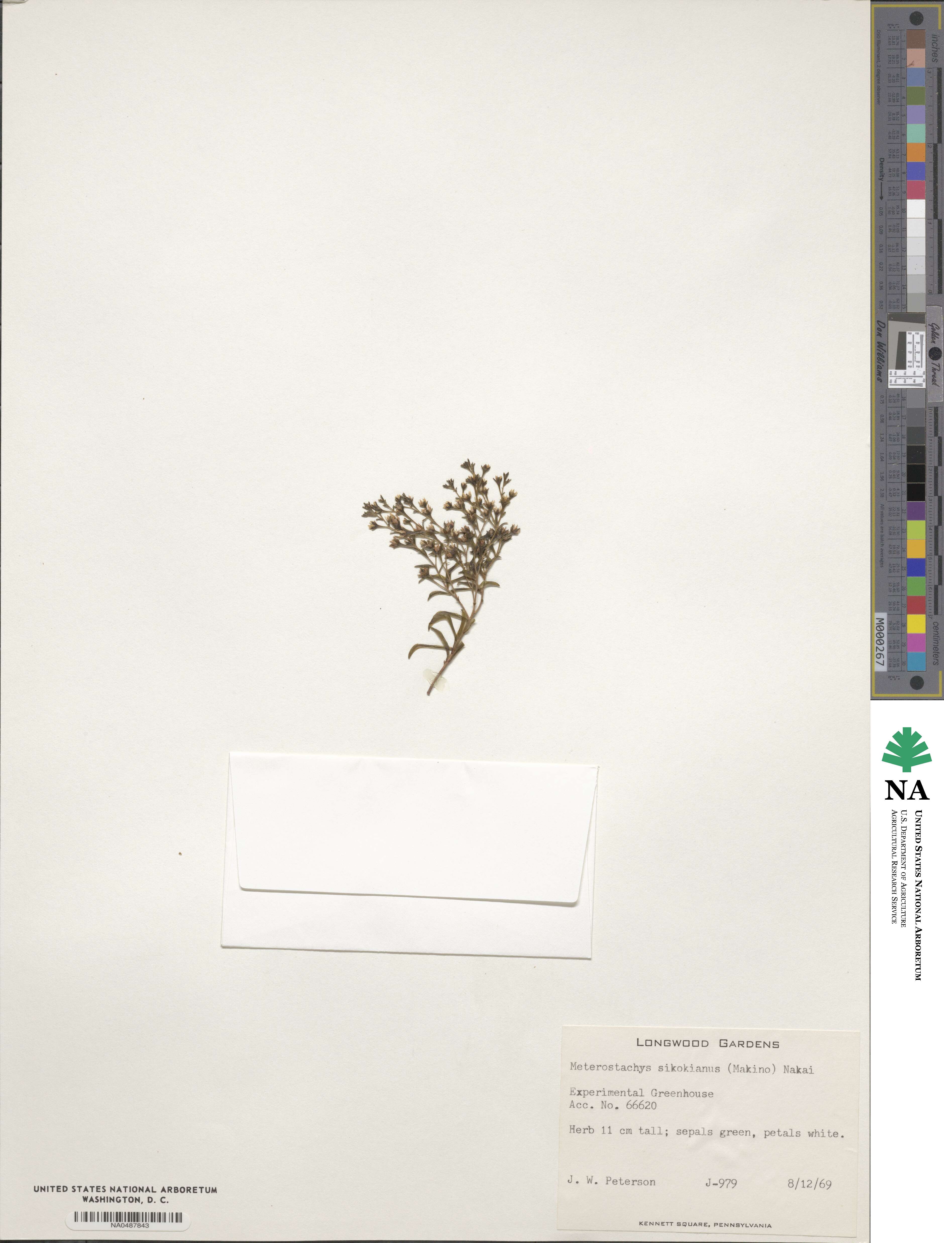 Meterostachys image