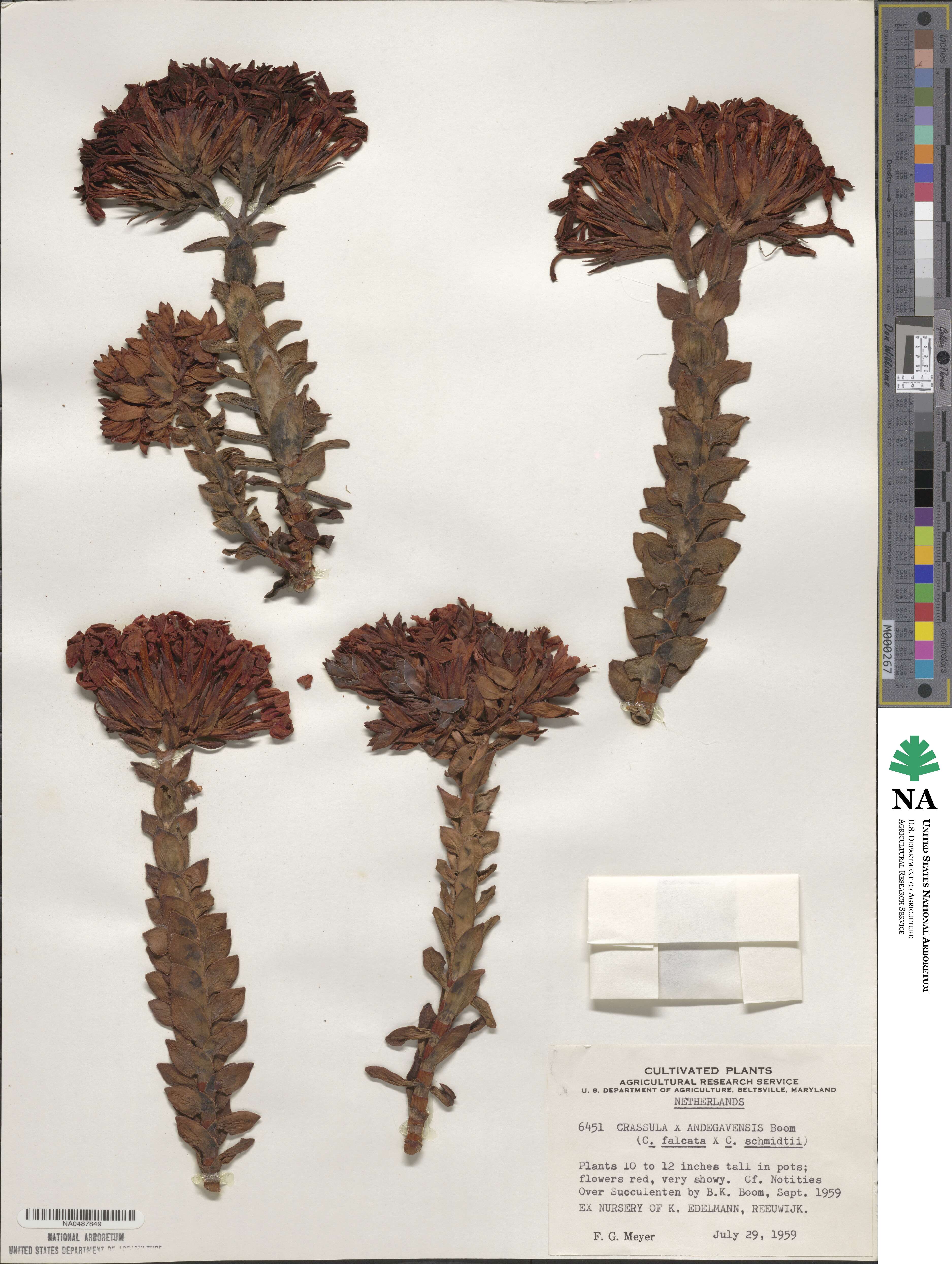 Sedum andegavense image