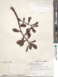 Image of Crassula arborescens