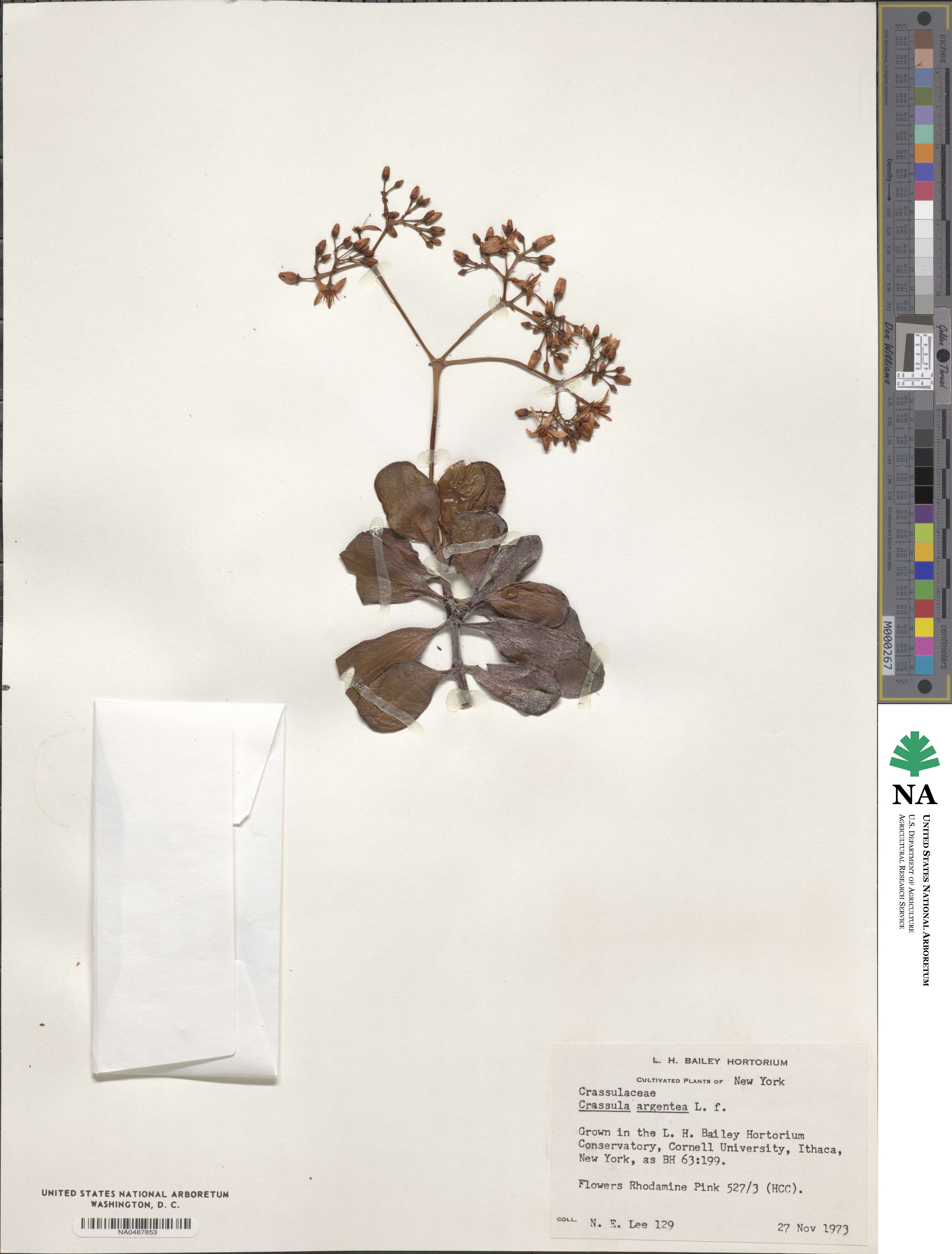 Crassula ovata image