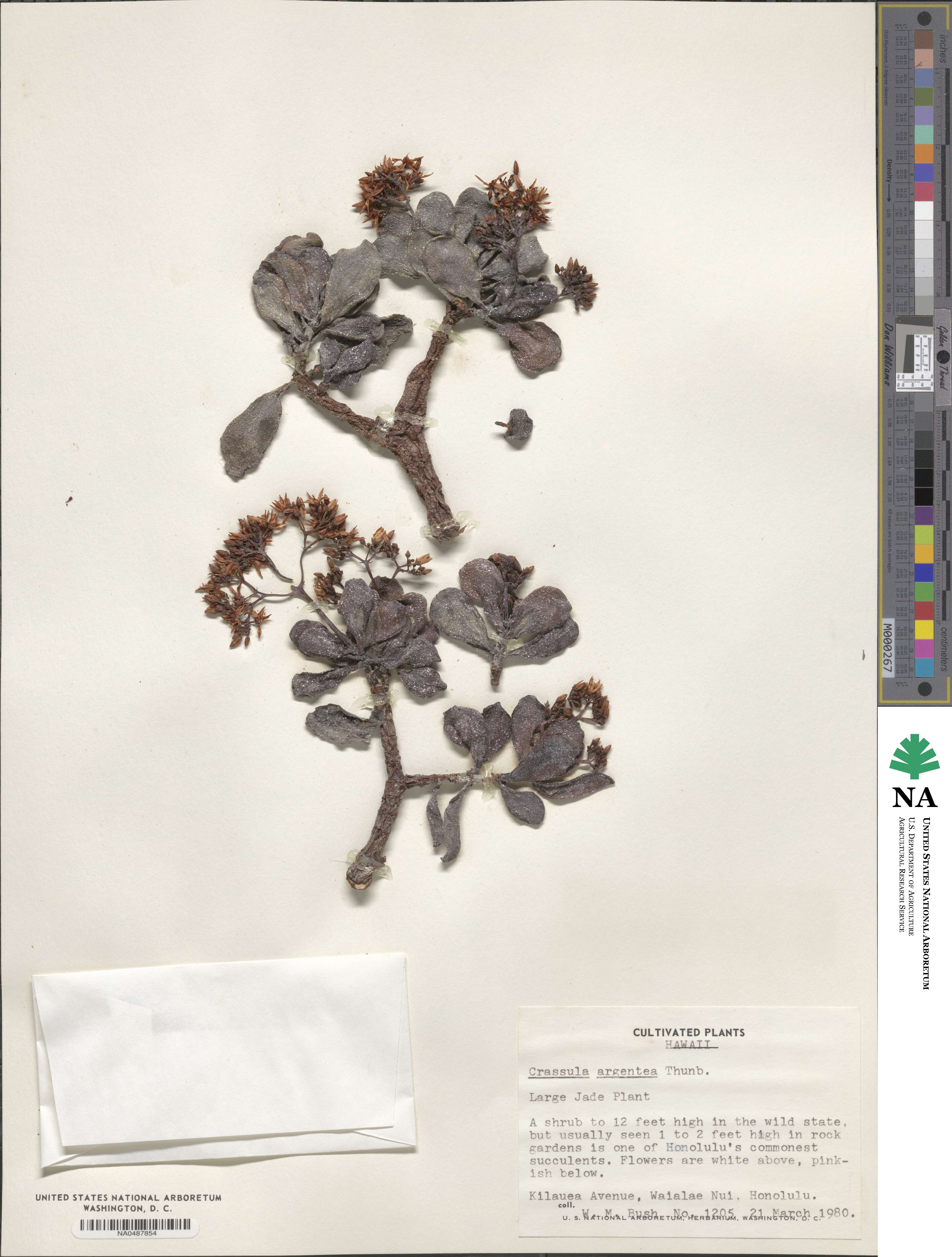 Crassula ovata image