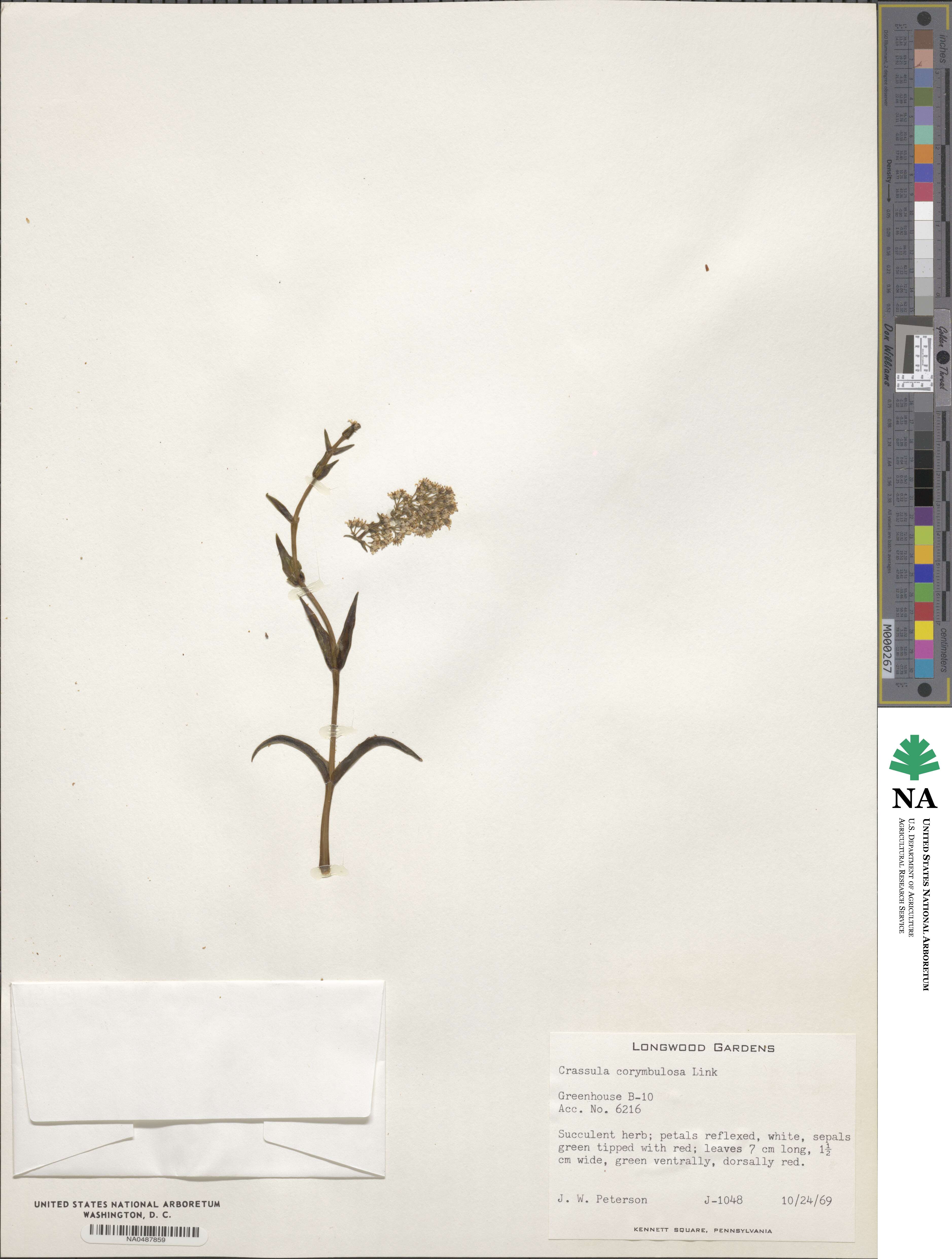Crassula capitella subsp. thyrsiflora image