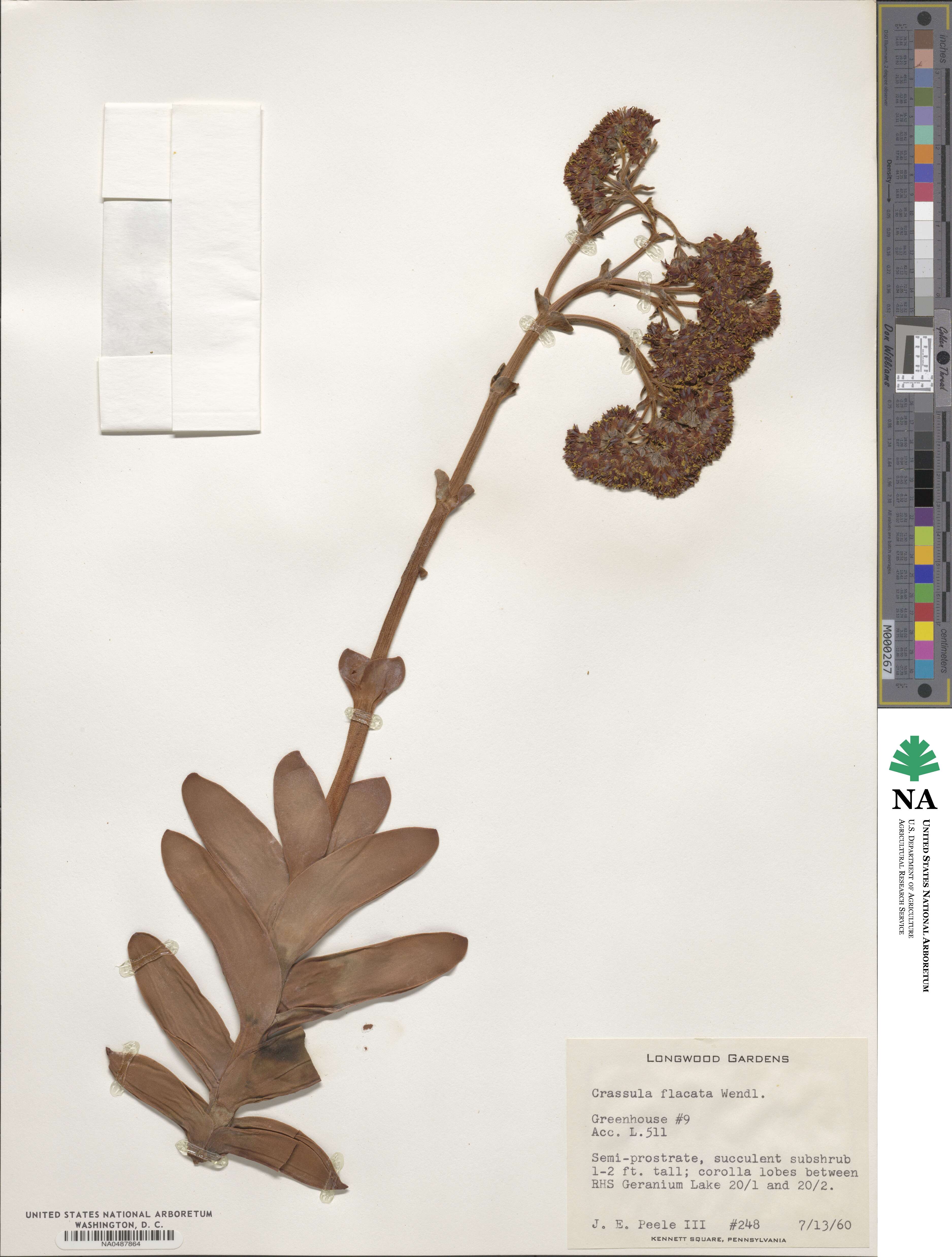 Crassula perfoliata var. falcata image