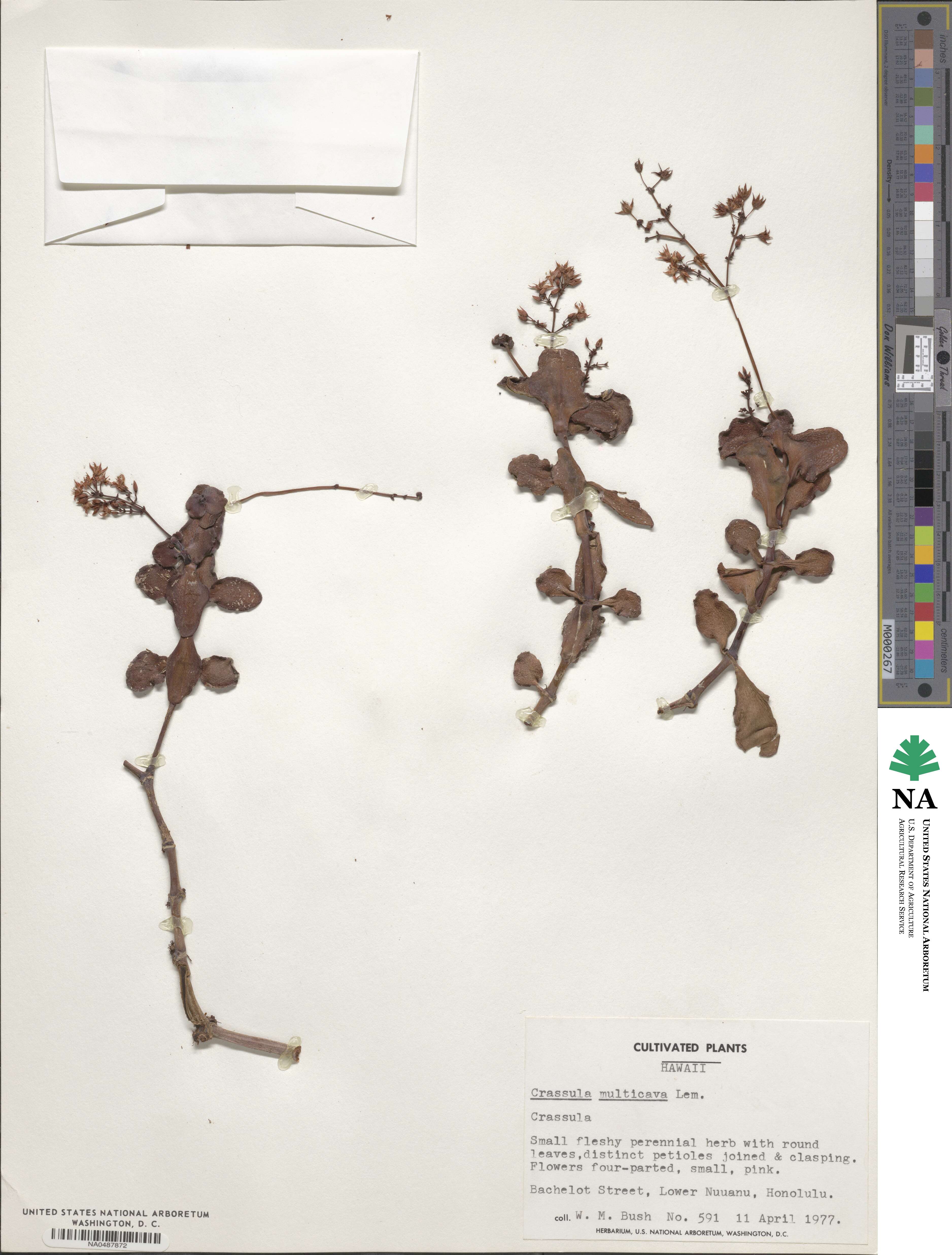 Crassula multicava image