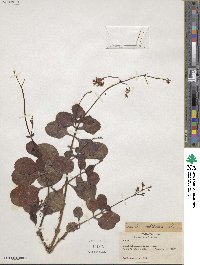 Crassula multicava image