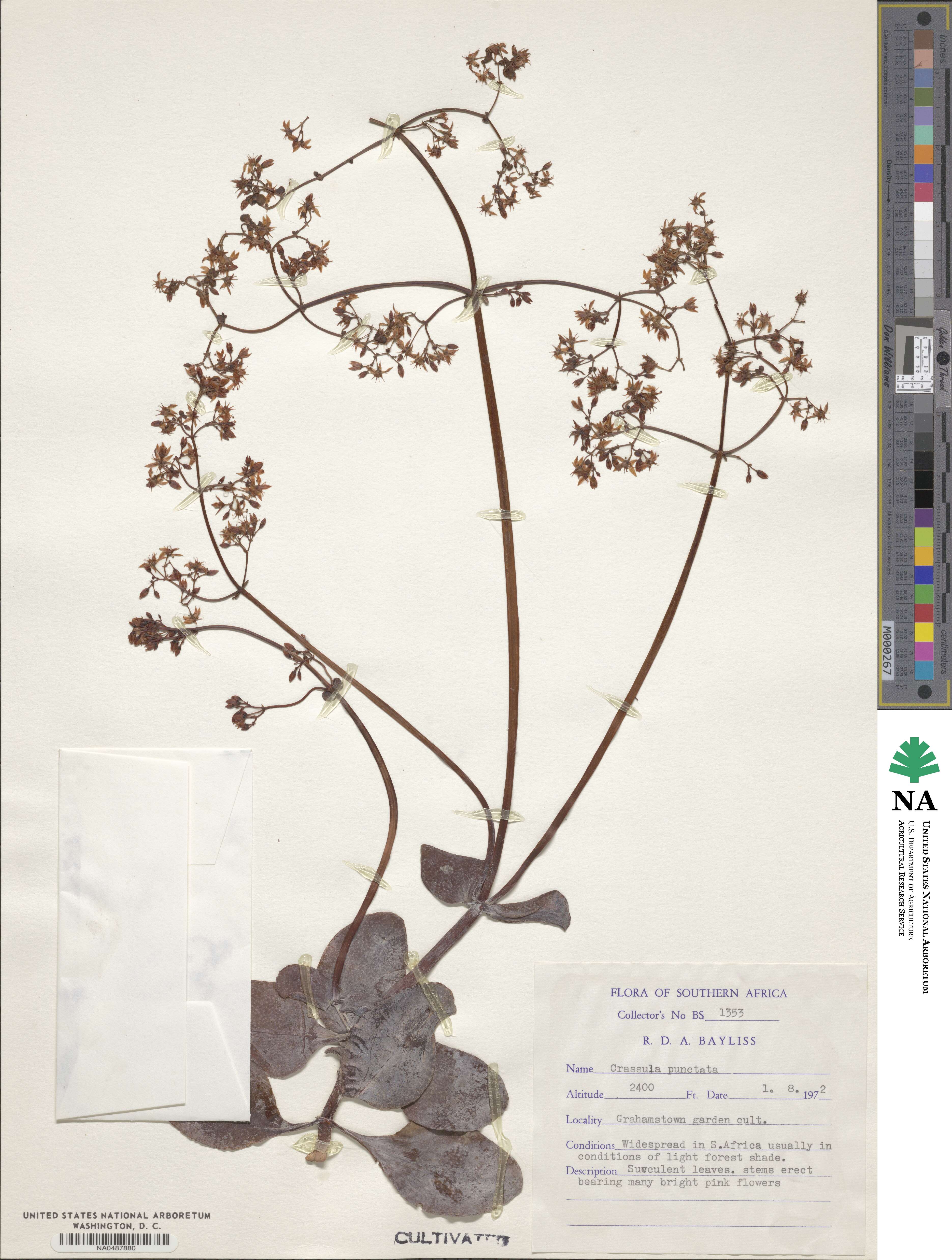Crassula punctata image