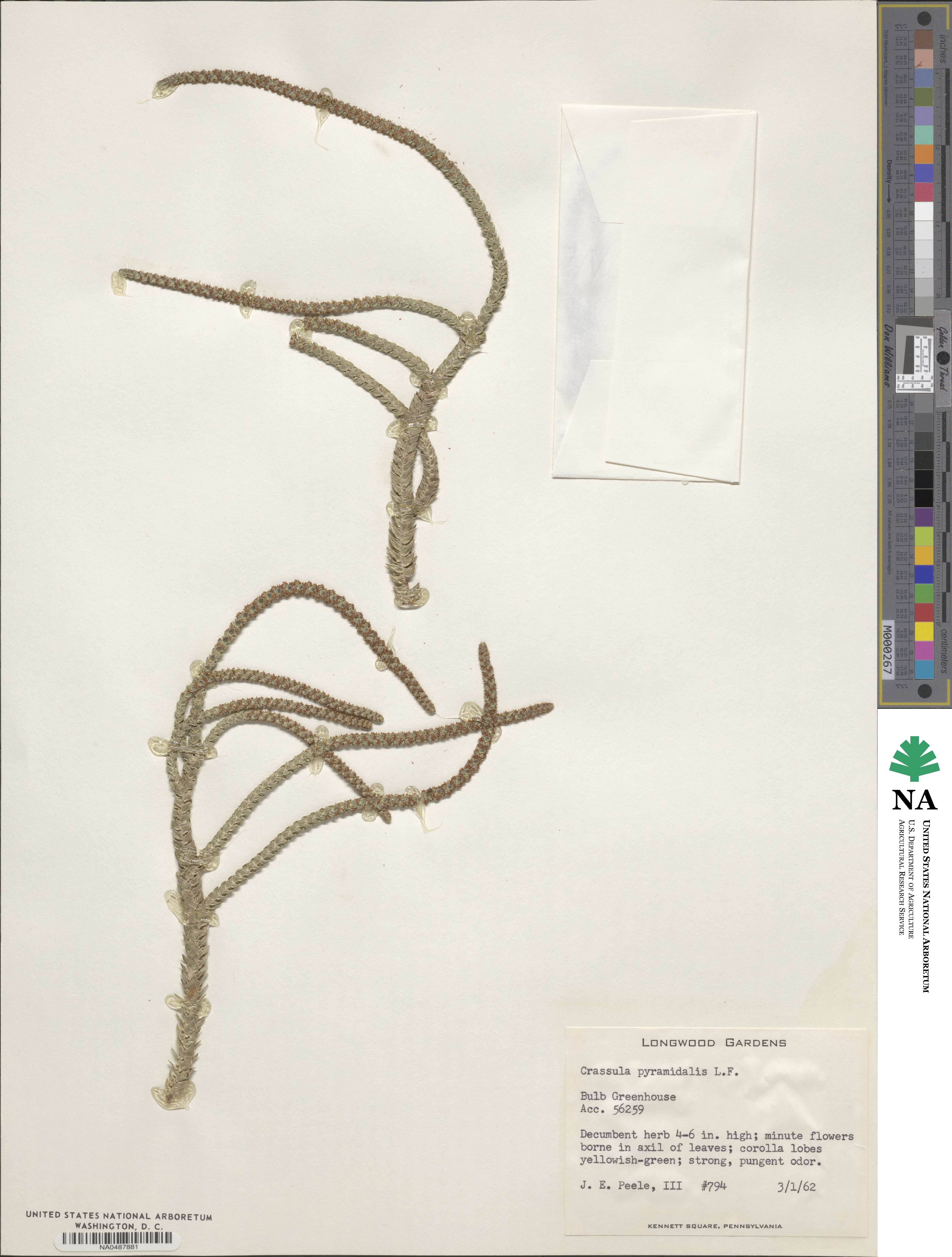 Crassula pyramidalis image