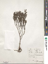 Crassula ericoides image