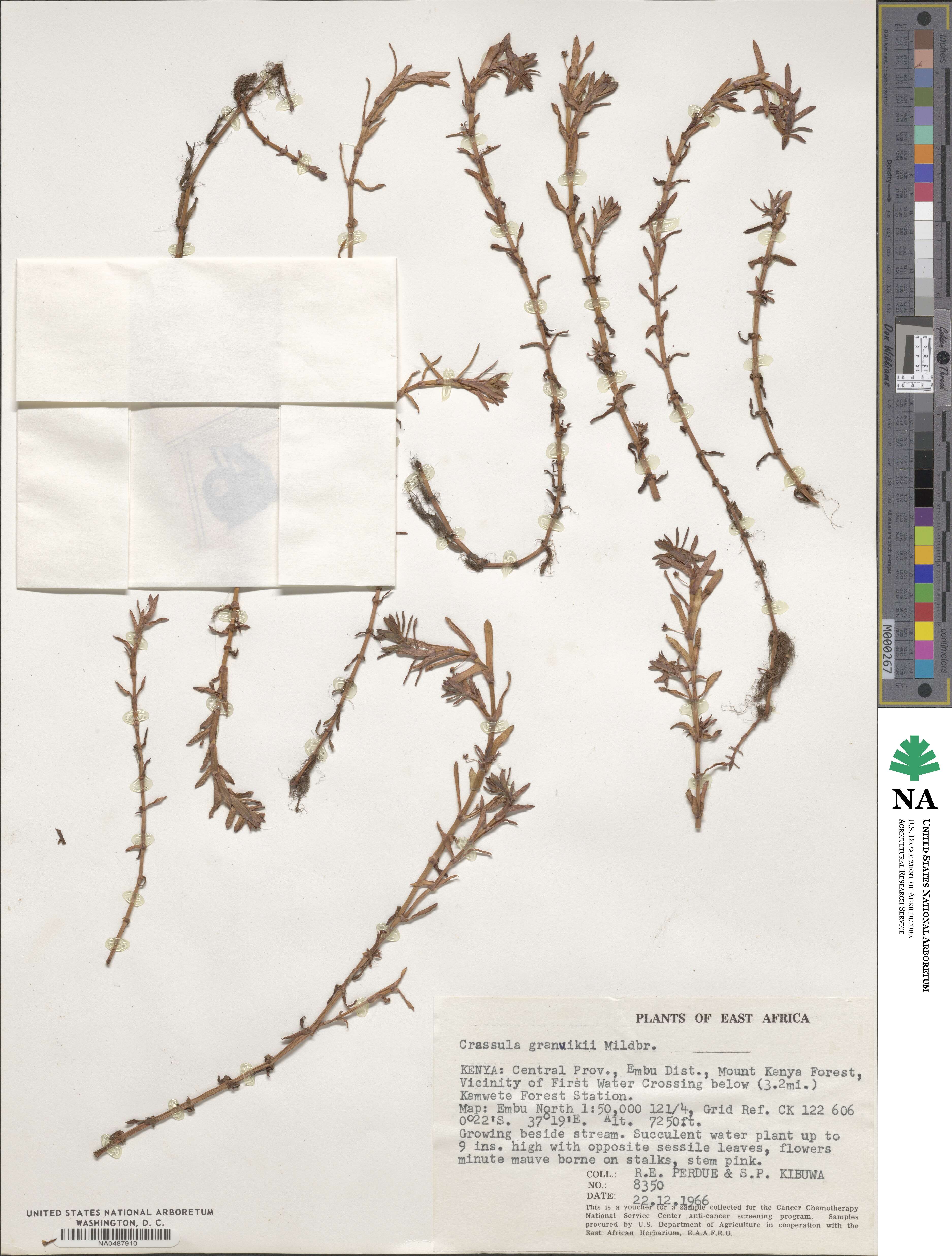 Crassula granvikii image