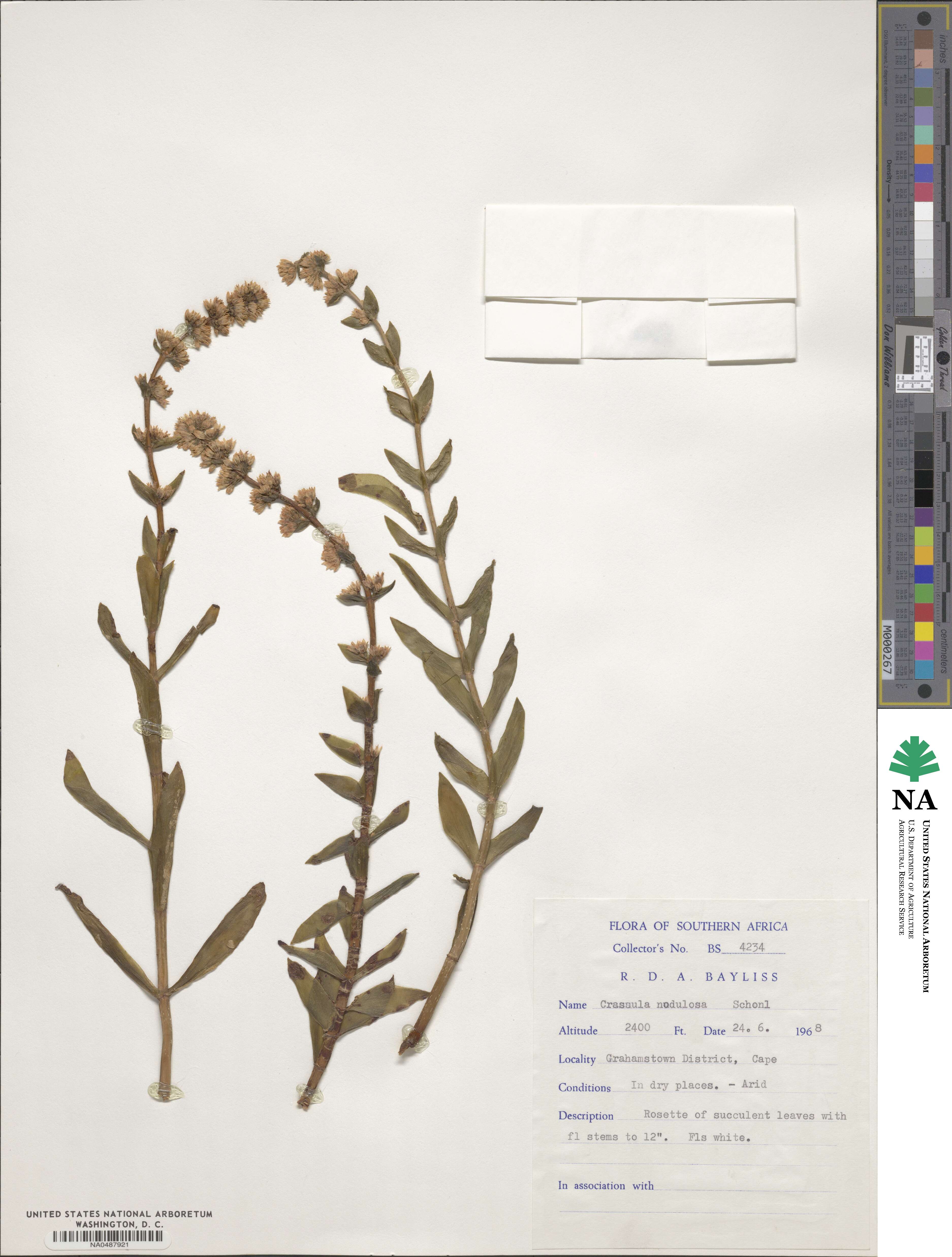 Crassula nodulosa image