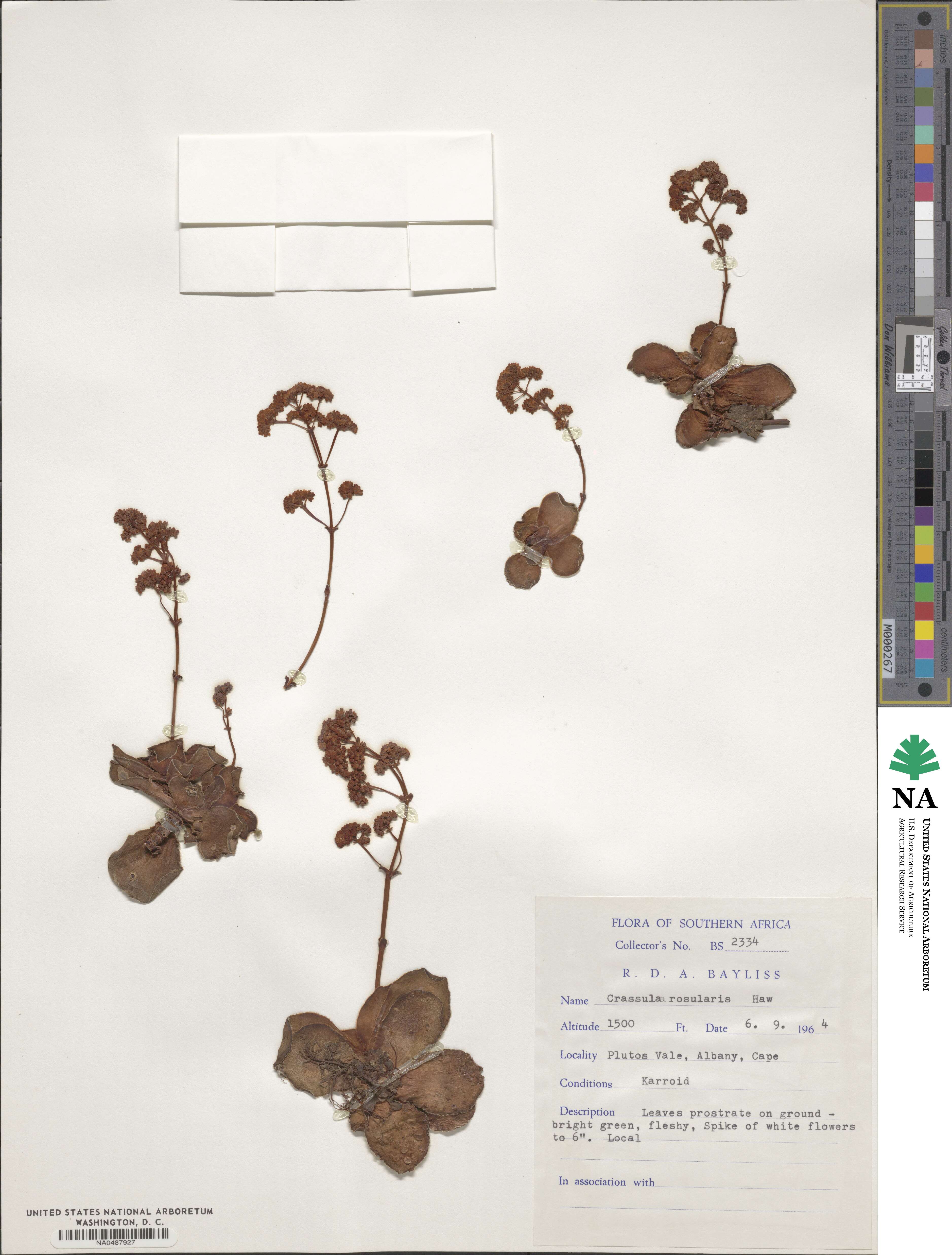 Crassula orbicularis image