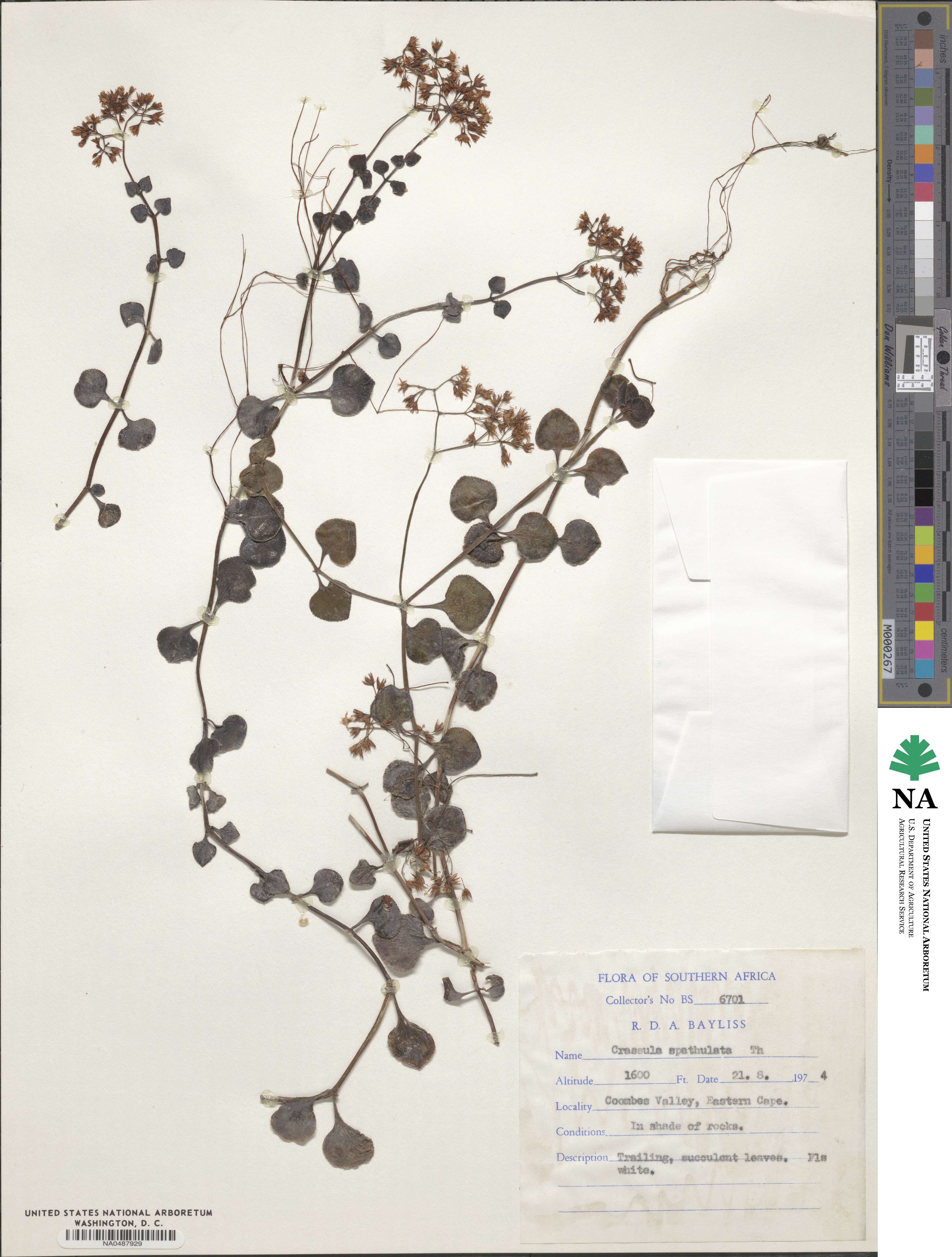 Crassula spathulata image