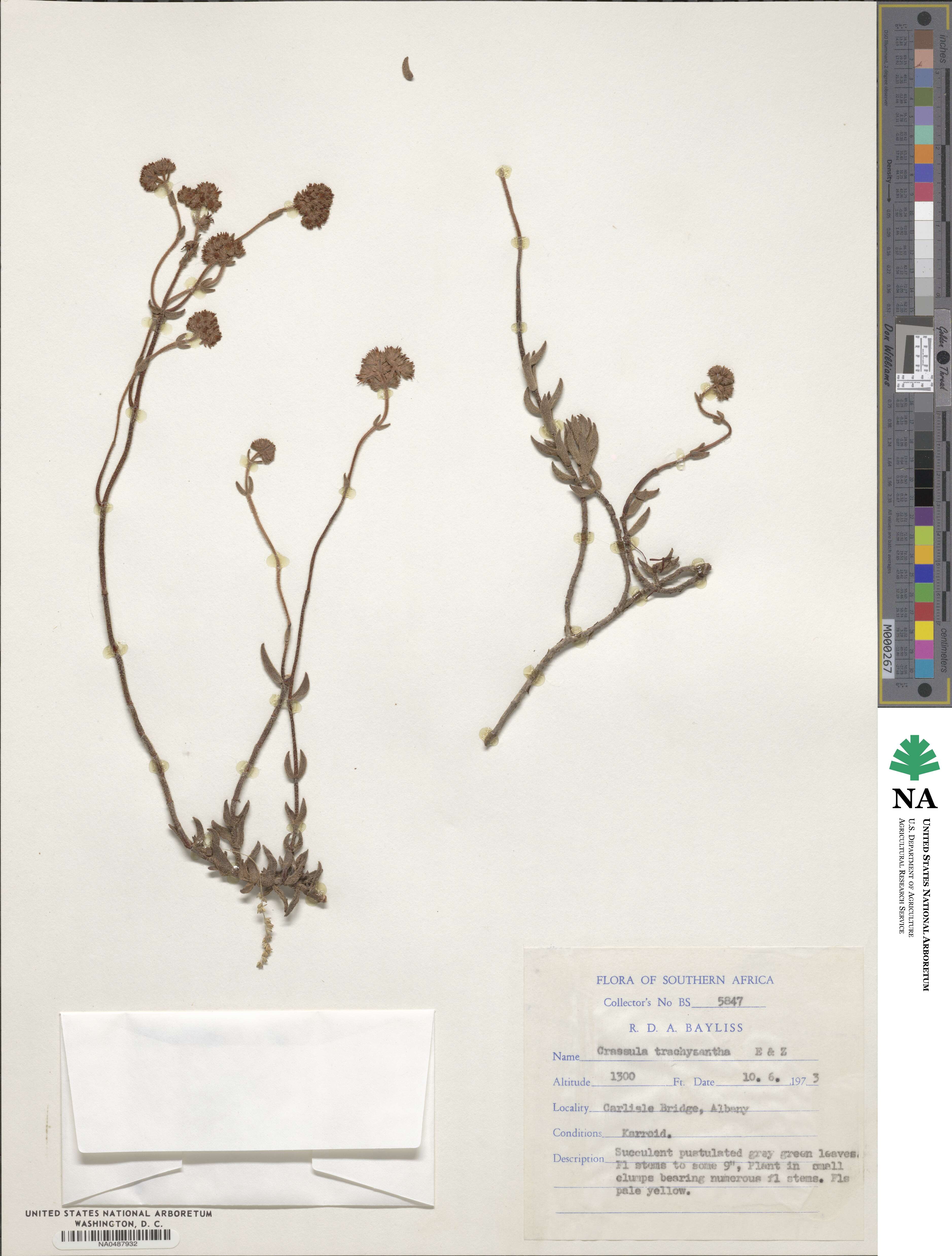 Crassula mesembryanthemoides subsp. mesembryanthemoides image