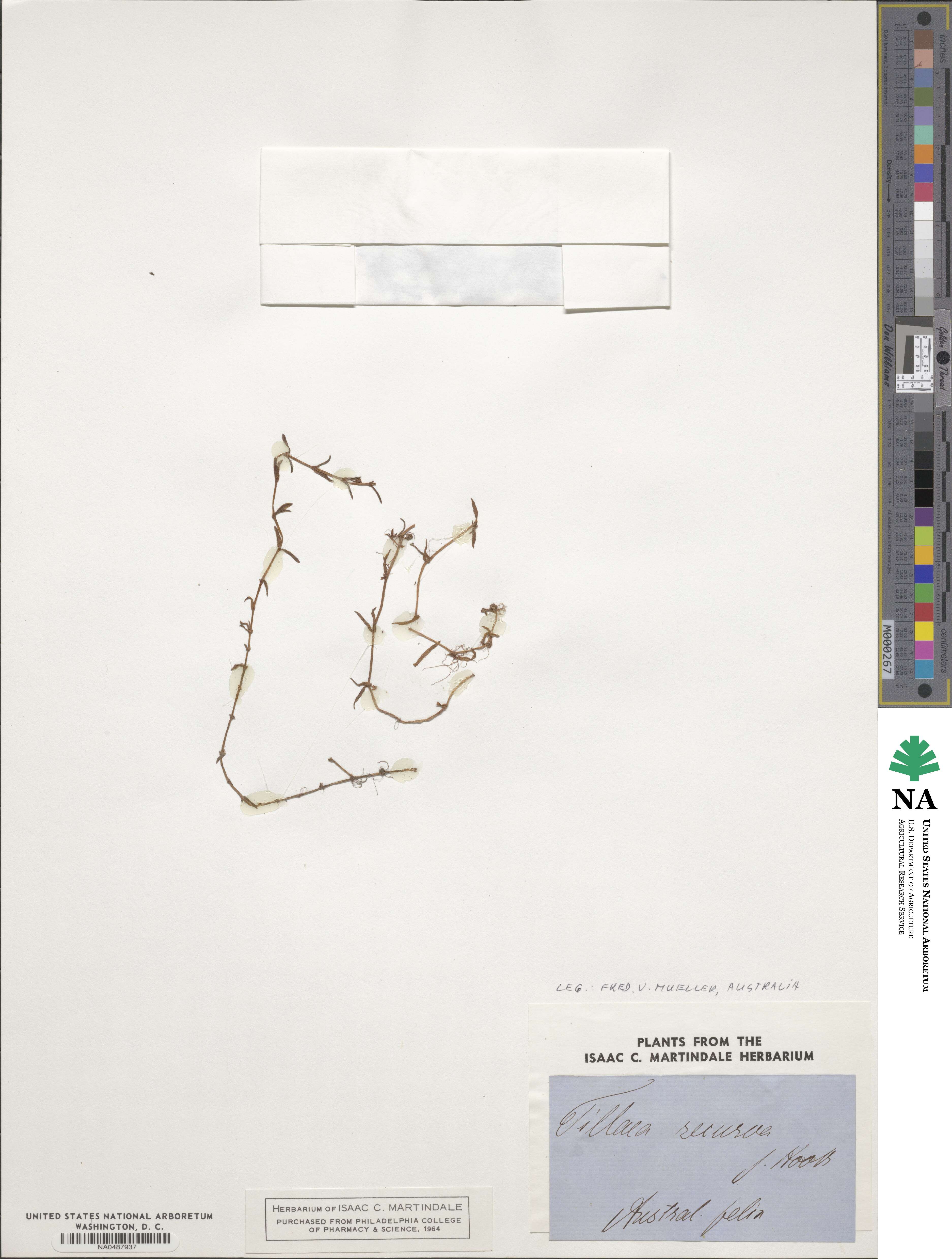 Crassula recurva image