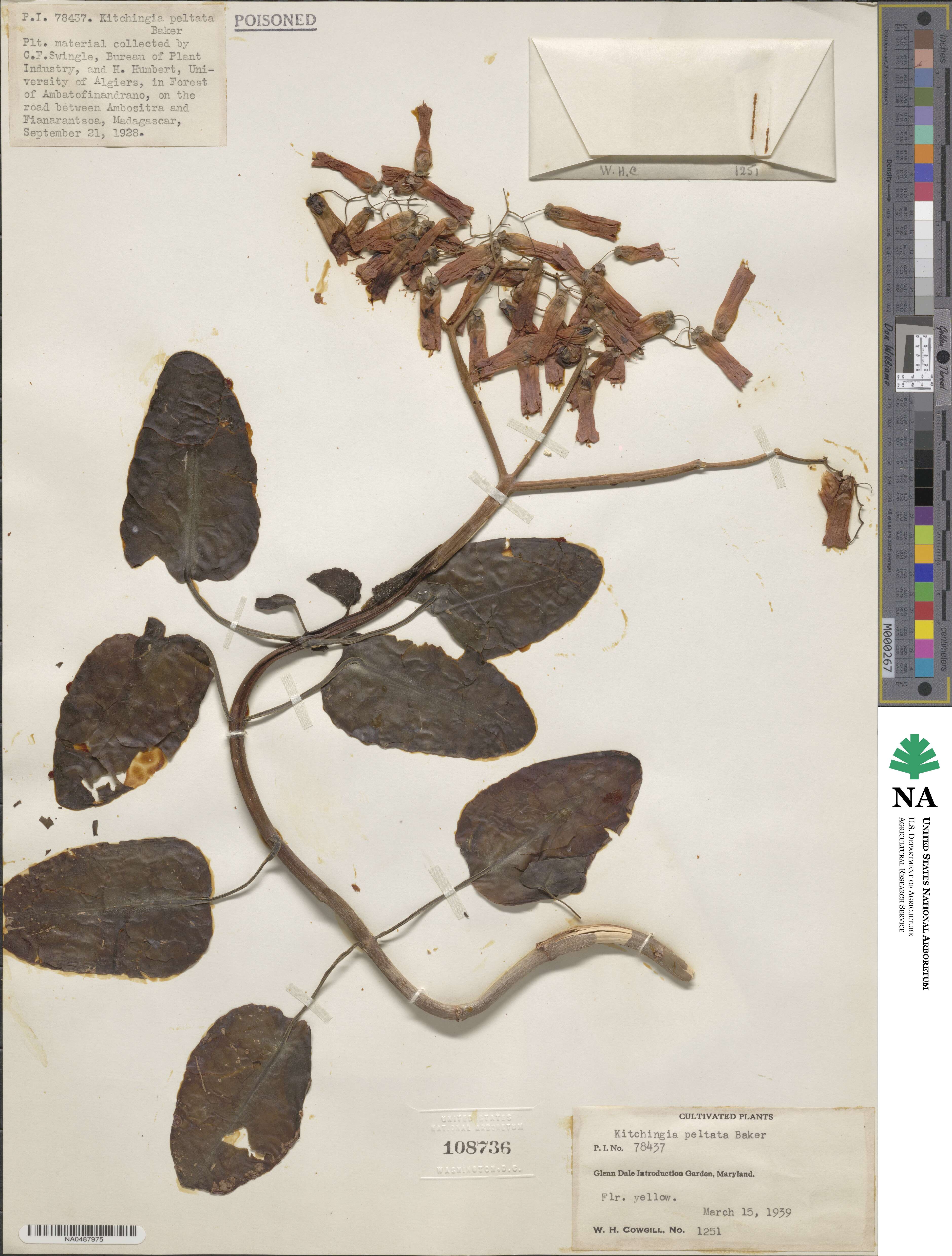 Kalanchoe peltata image