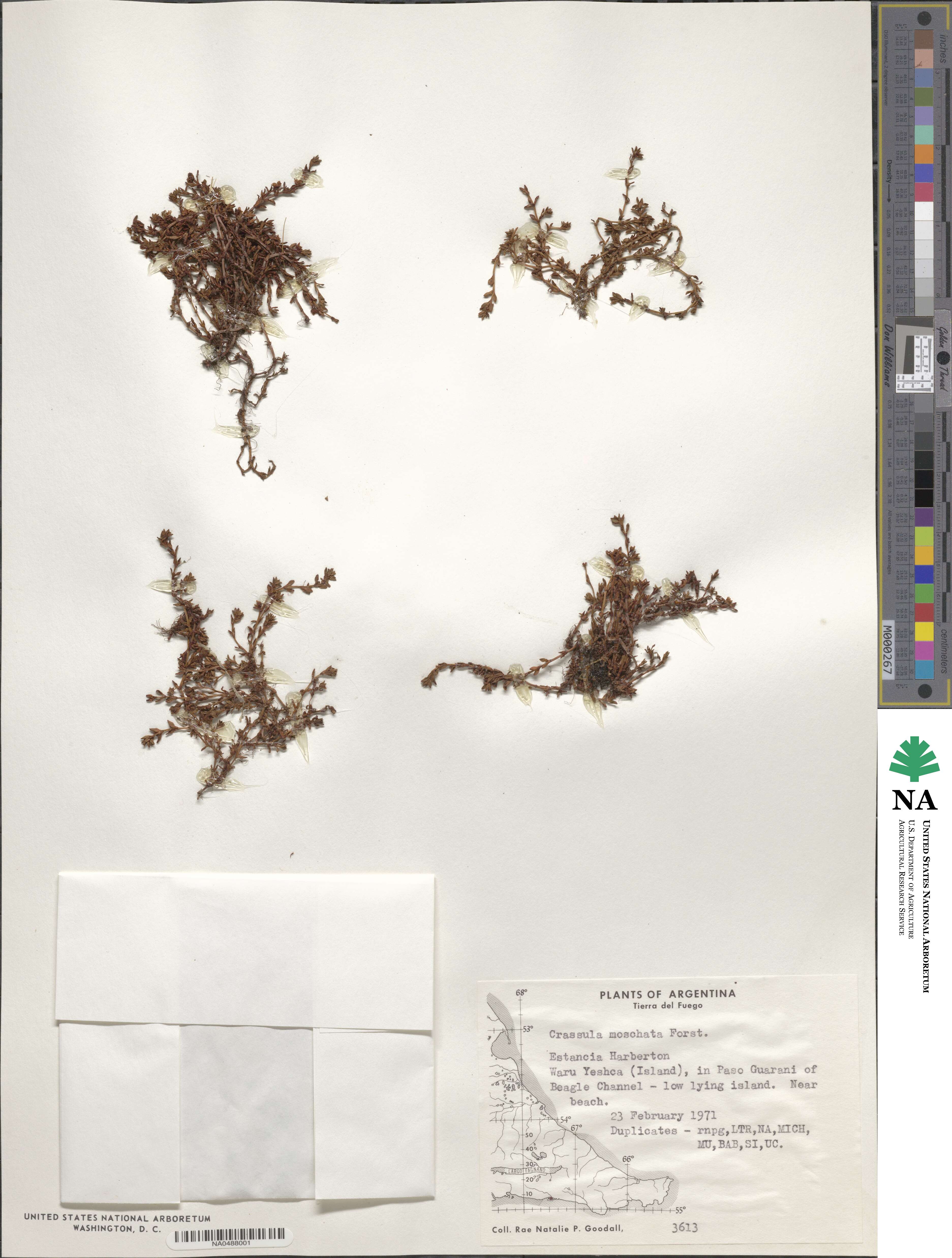 Crassula moschata image