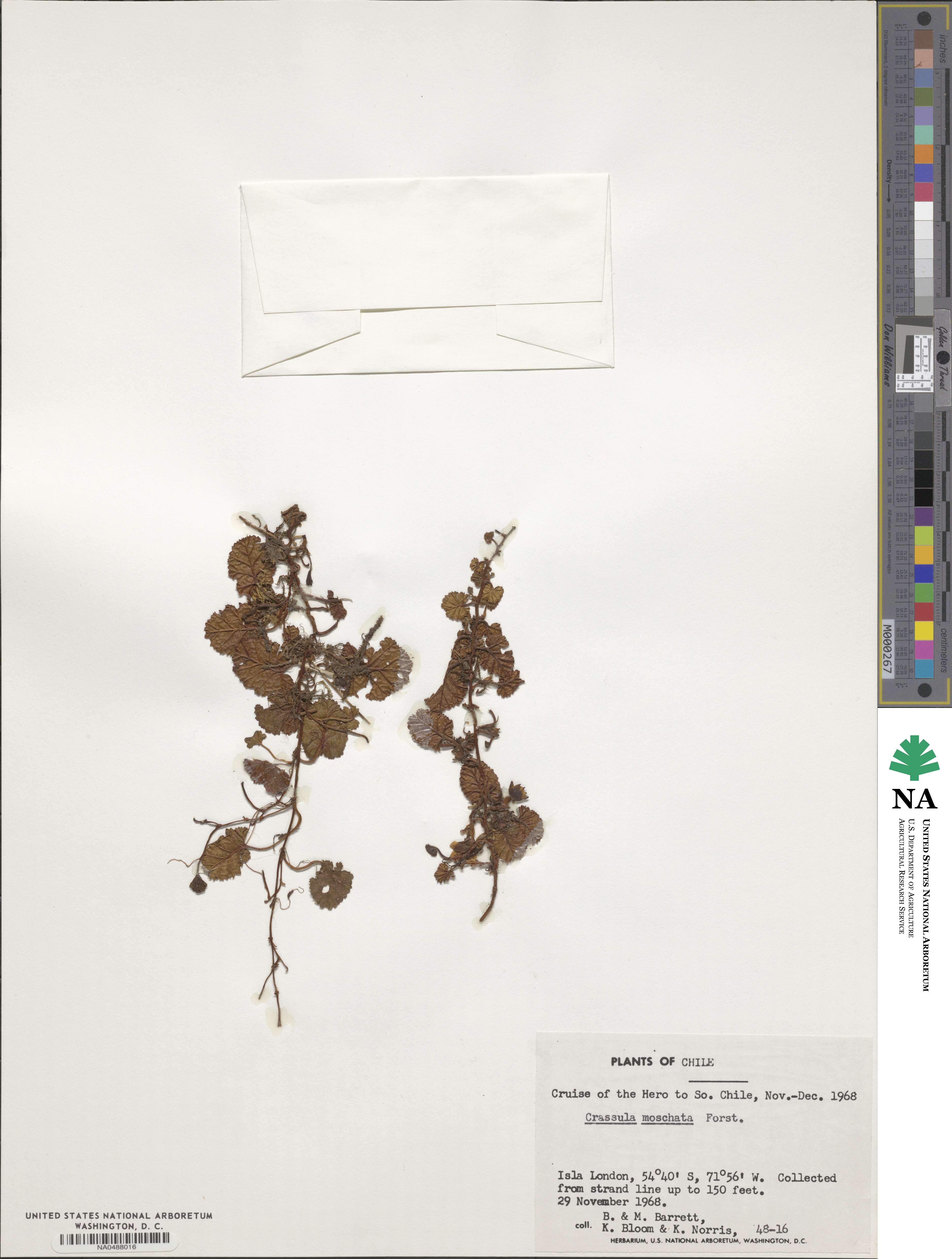 Crassula moschata image