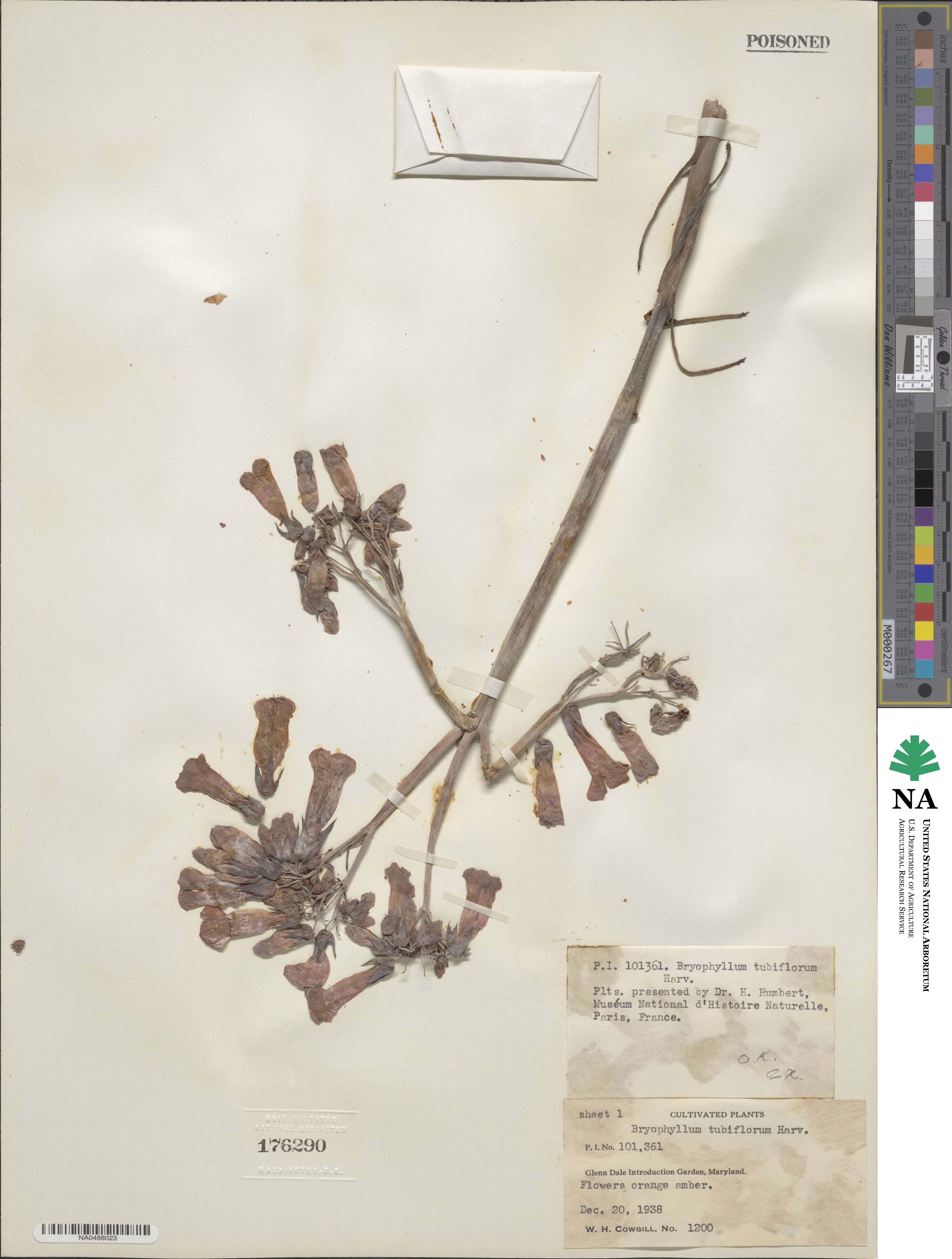 Kalanchoe delagoensis image
