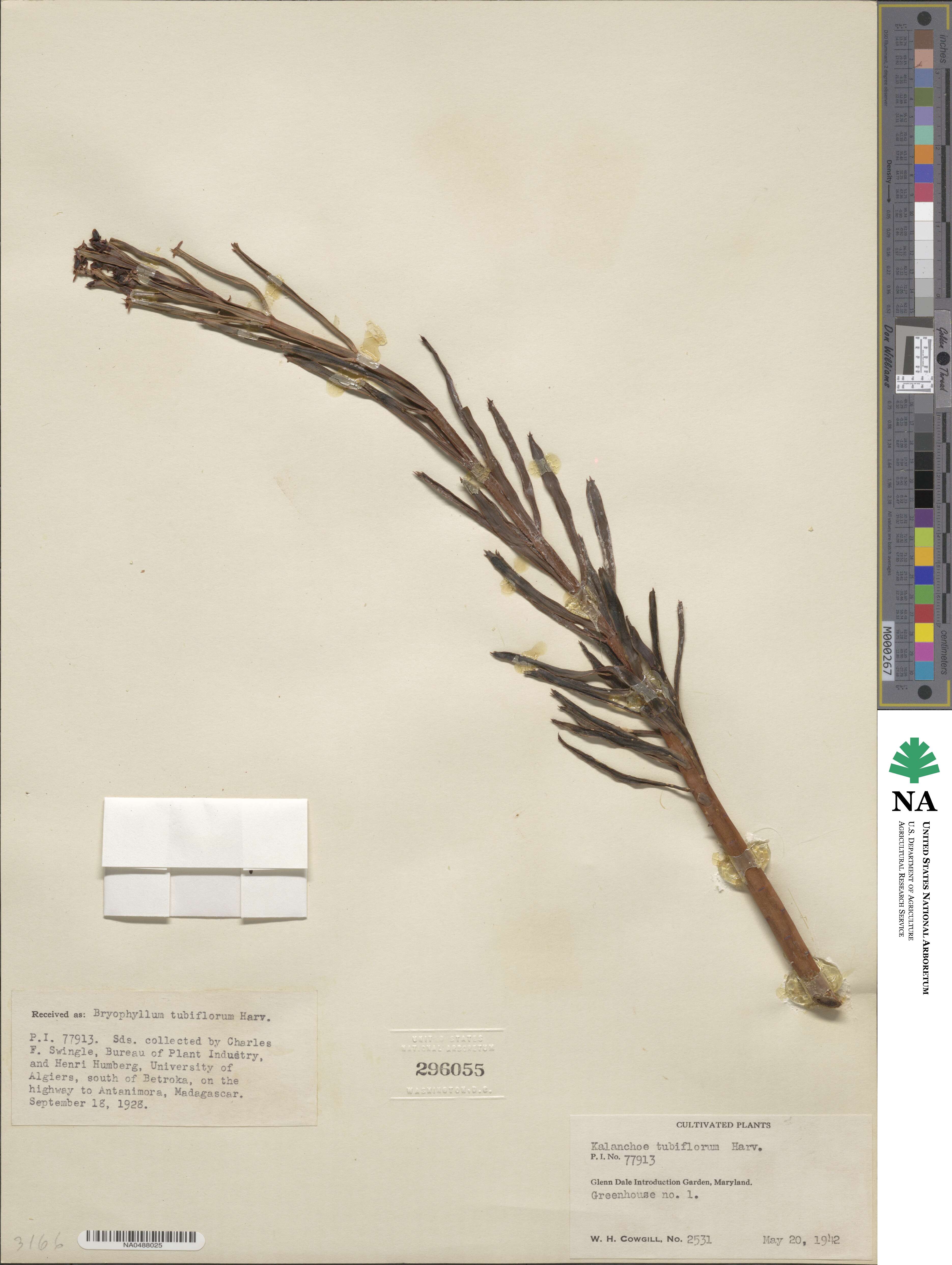 Kalanchoe delagoensis image