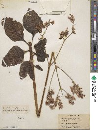Kalanchoe velutina image