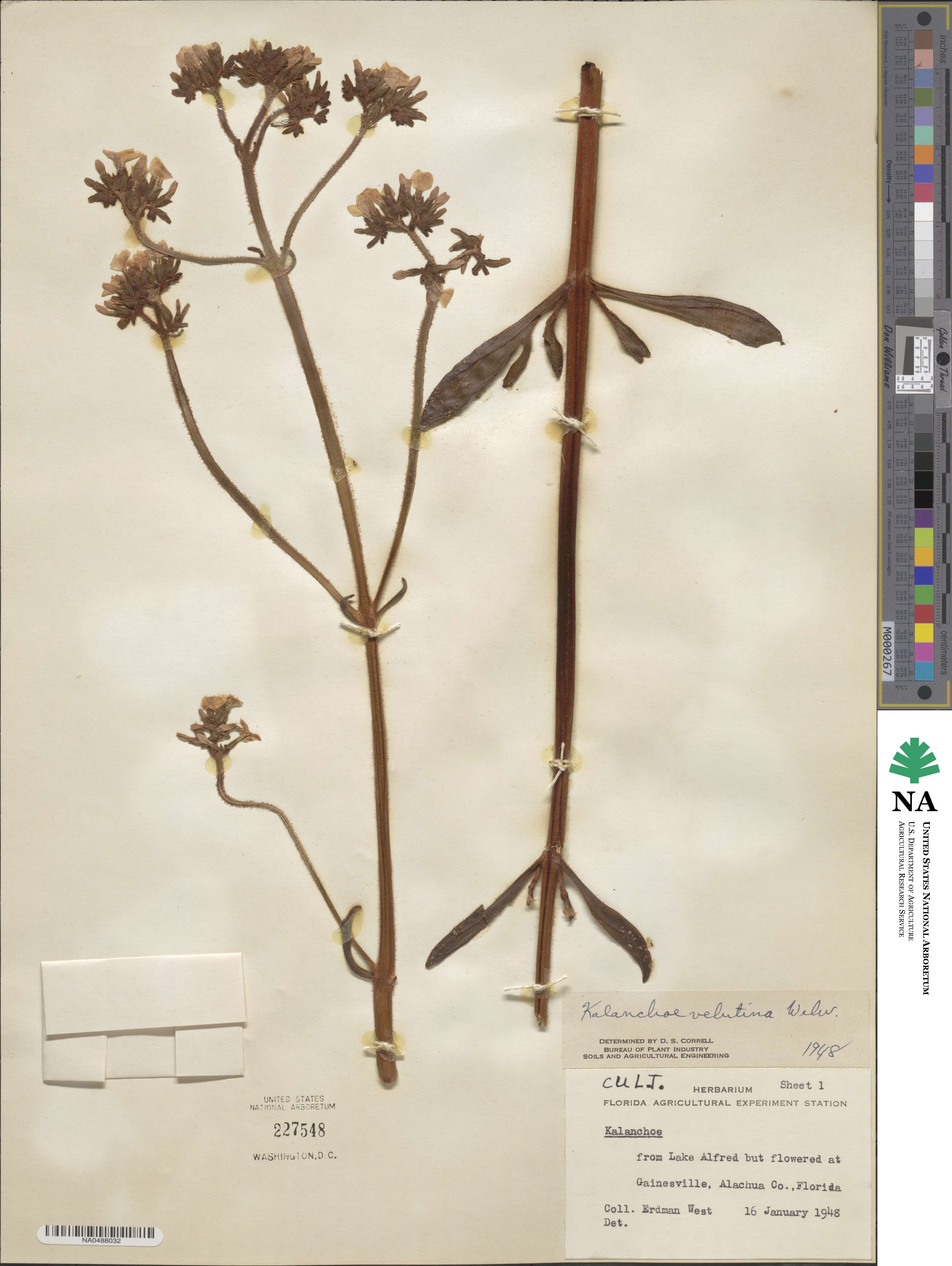 Kalanchoe velutina image