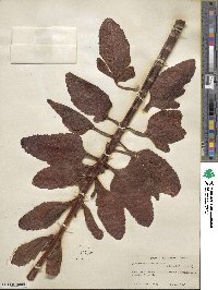 Kalanchoe velutina image
