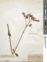 Kalanchoe velutina image