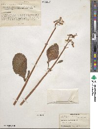 Kalanchoe velutina image