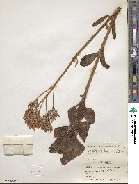Kalanchoe velutina image
