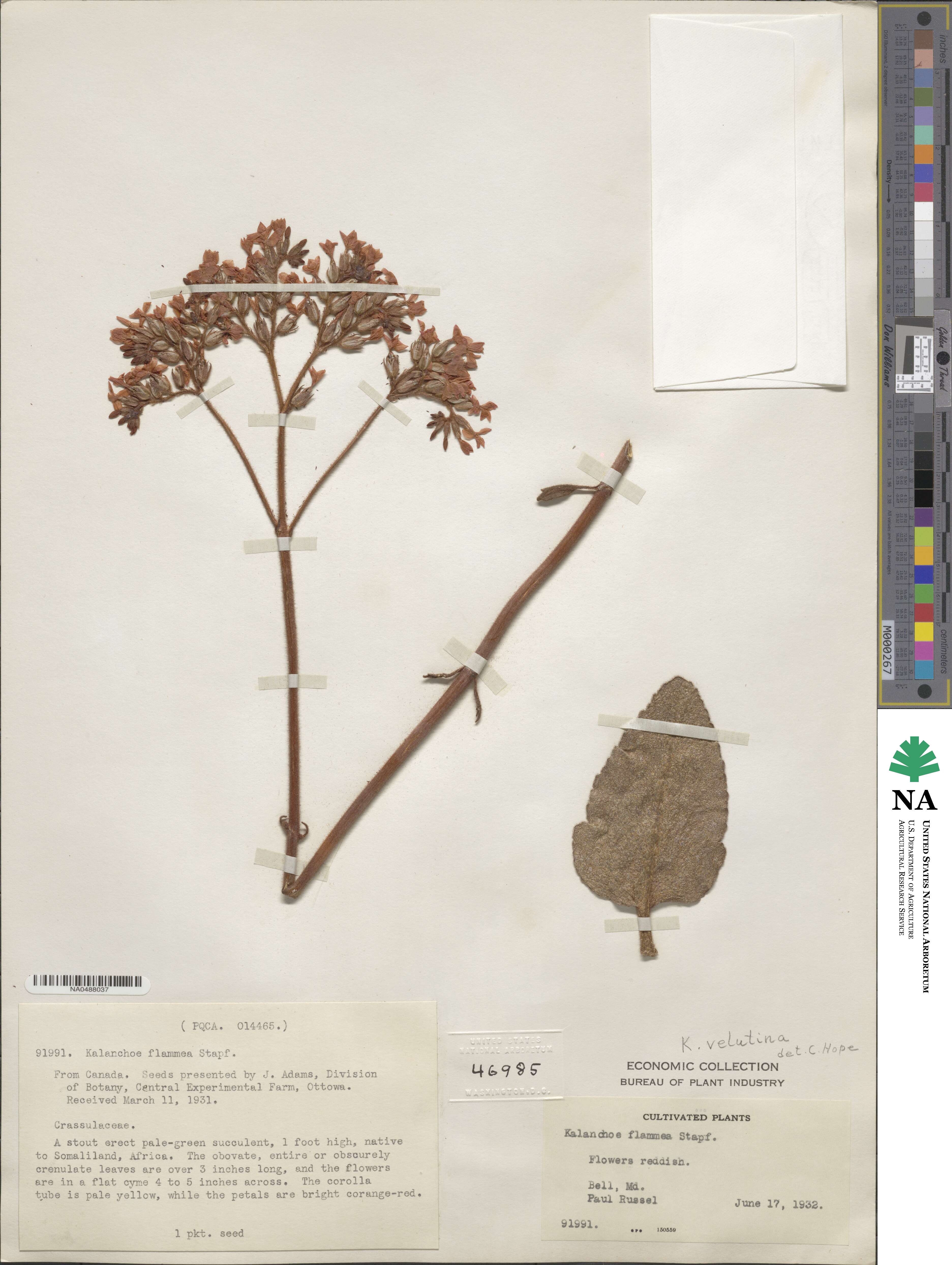 Kalanchoe velutina image