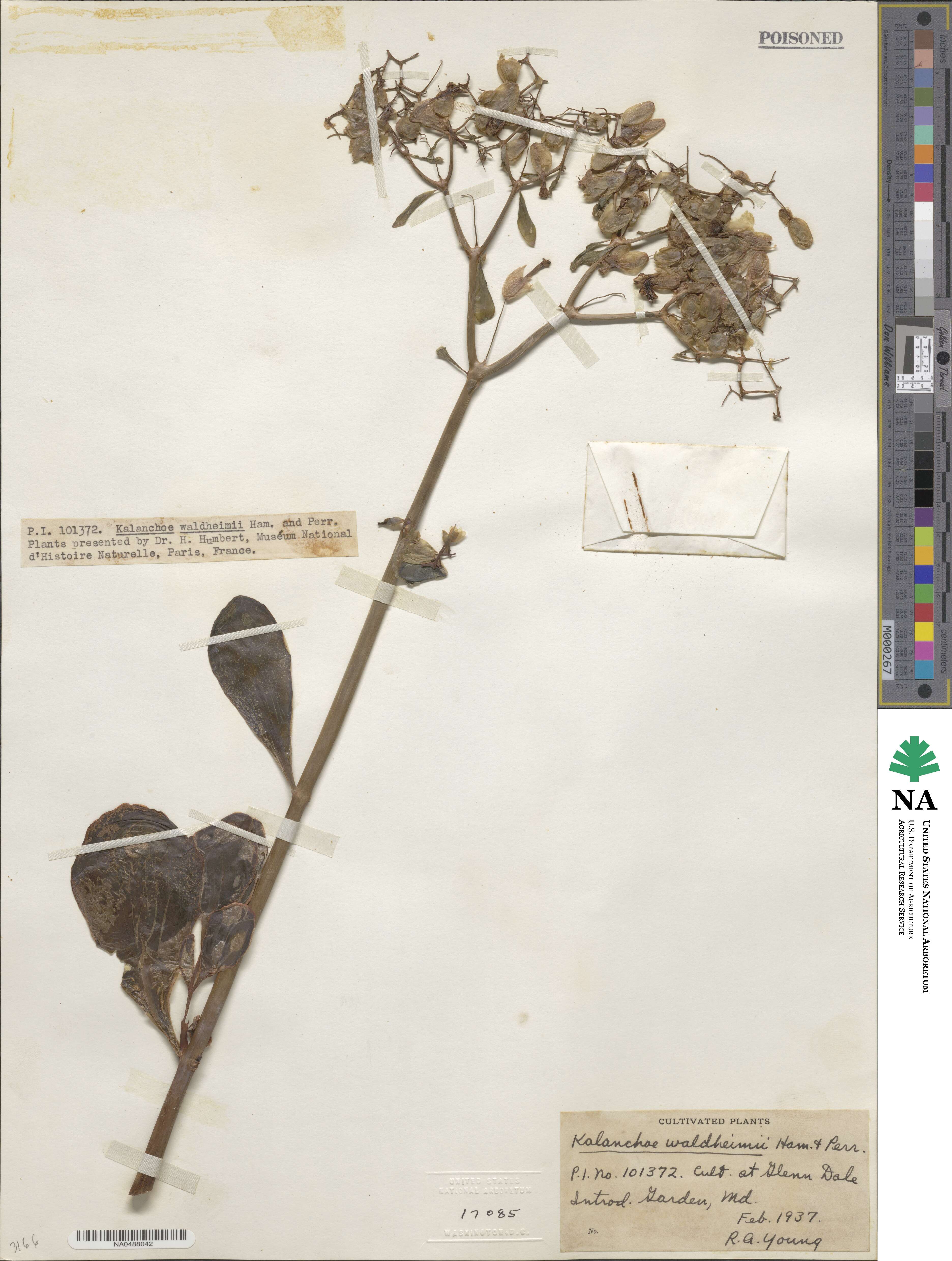 Kalanchoe waldheimii image
