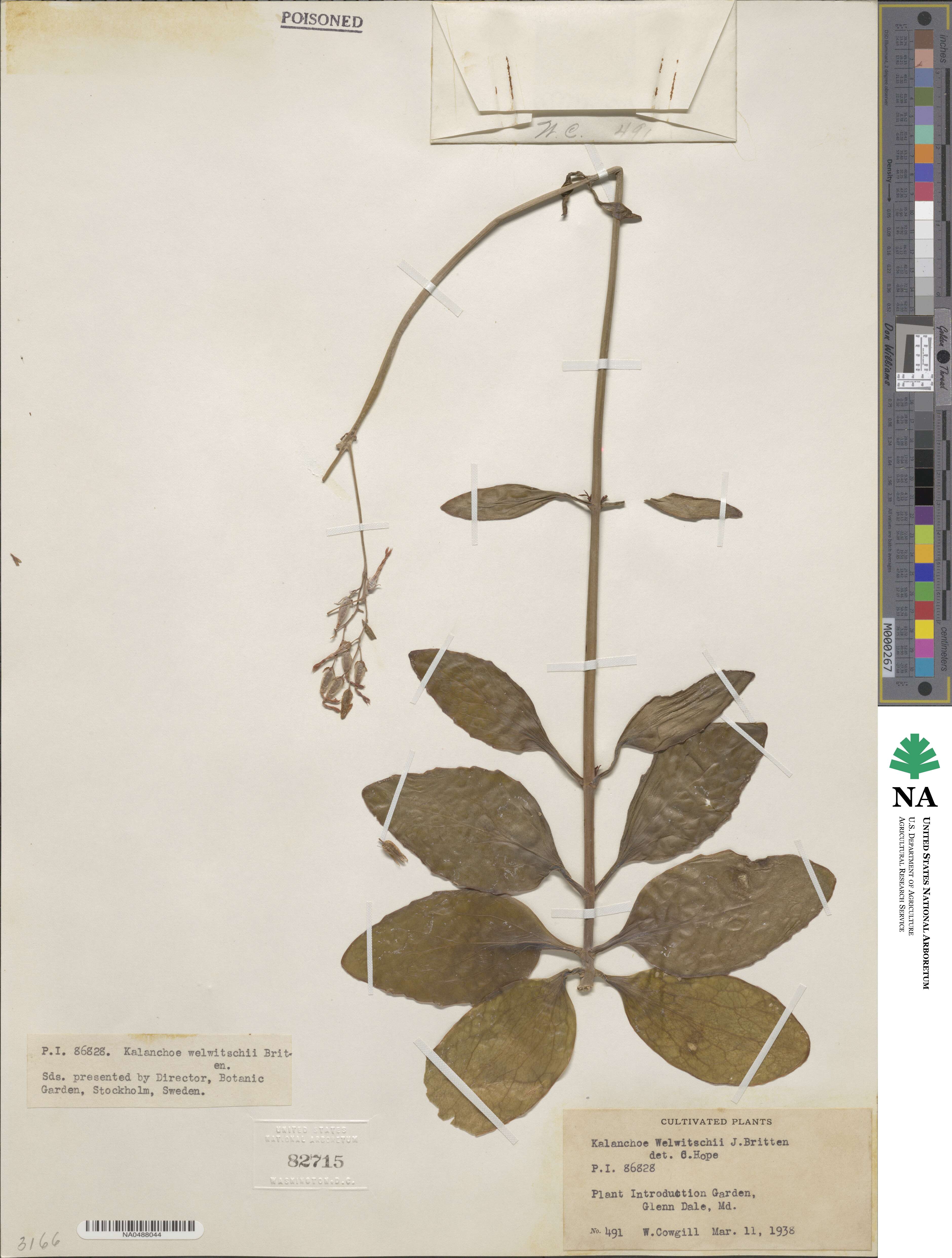 Kalanchoe welwitschii image